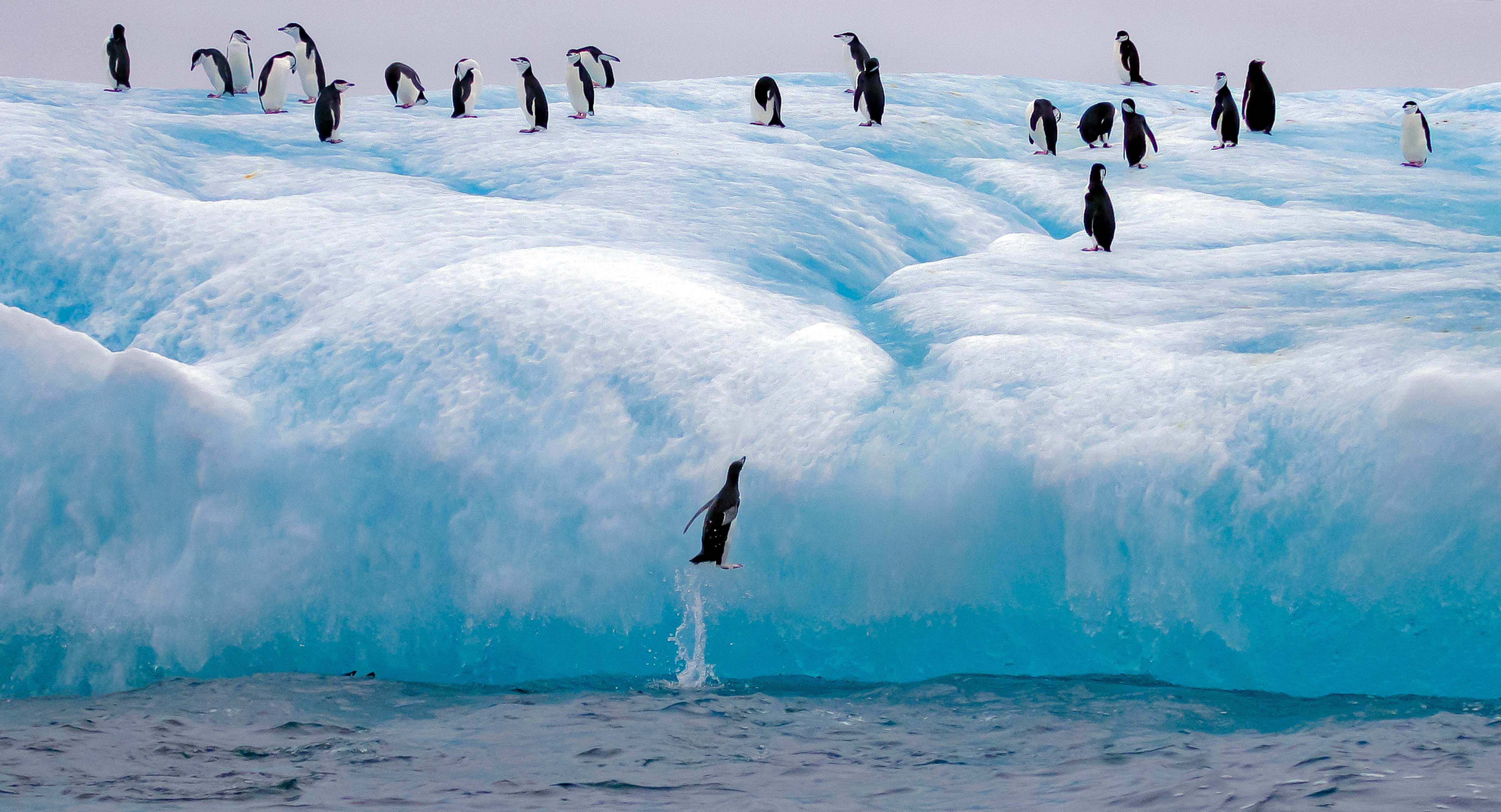 South Sandwich Islands, Saunders Island, Penguin Leaping On To Iceberg, 2006