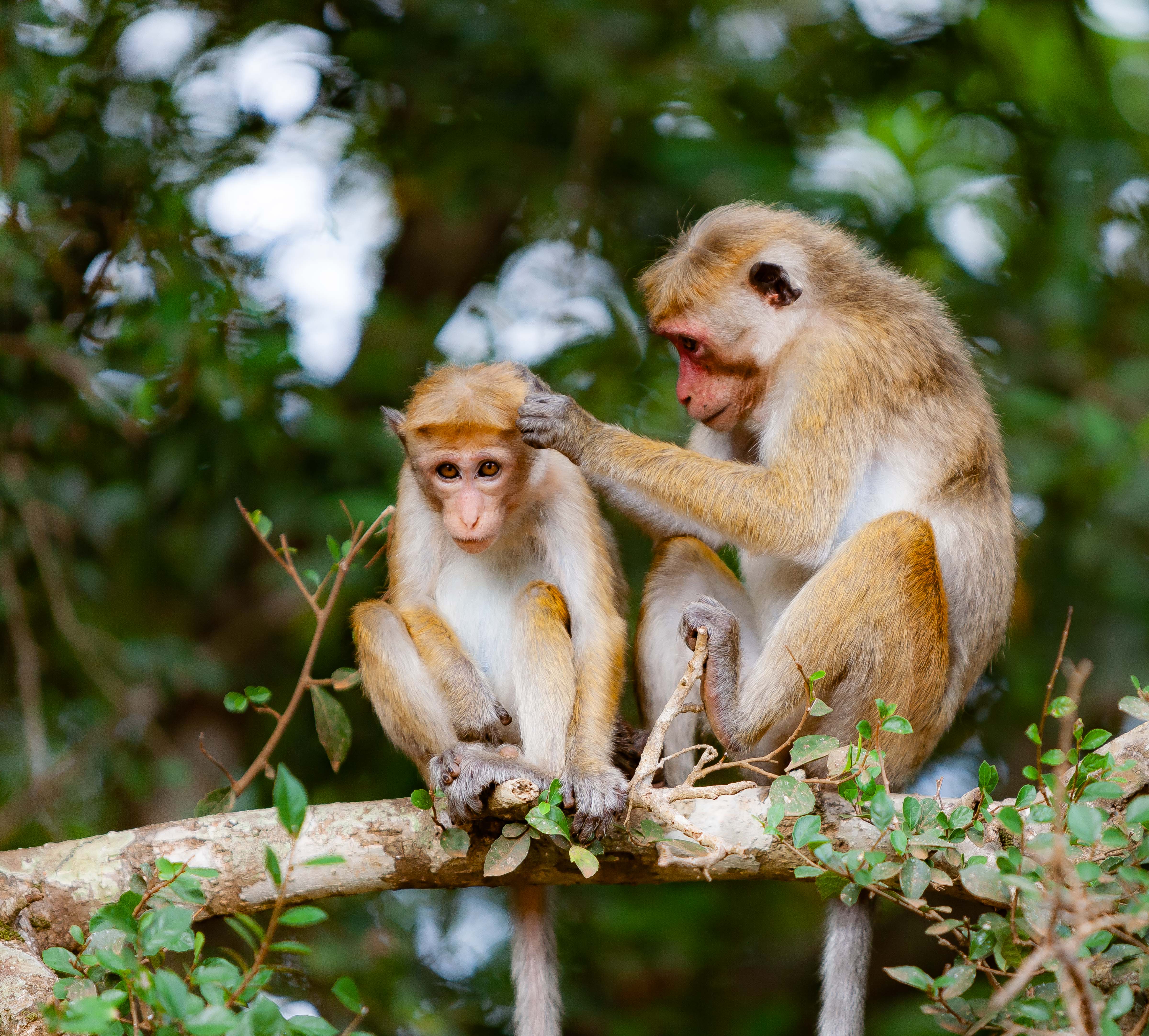 Sri Lanka, Matale Prov, Monkeys, 2010, IMG 0193