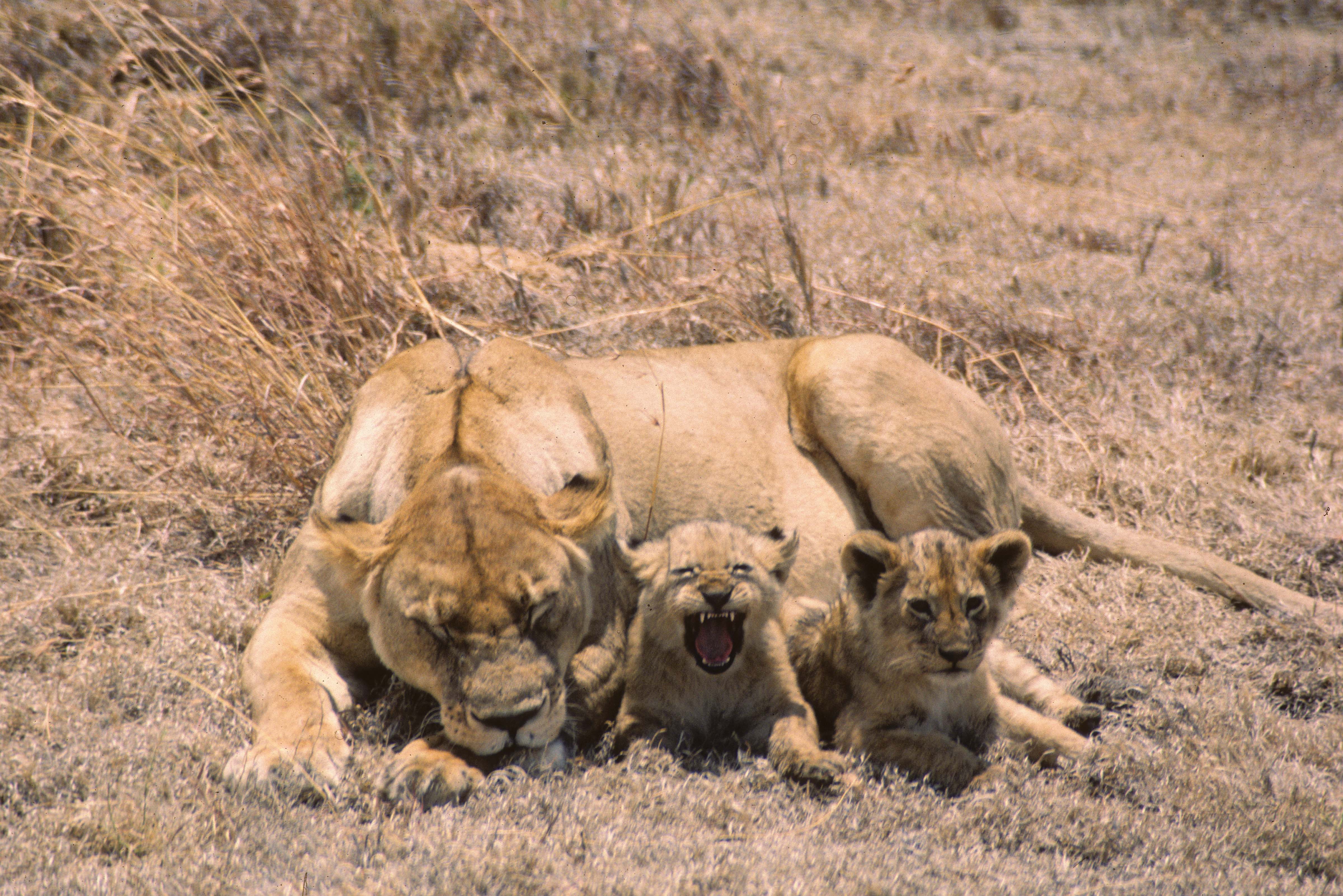 Tanzania, Lioness and Cubs, 1984