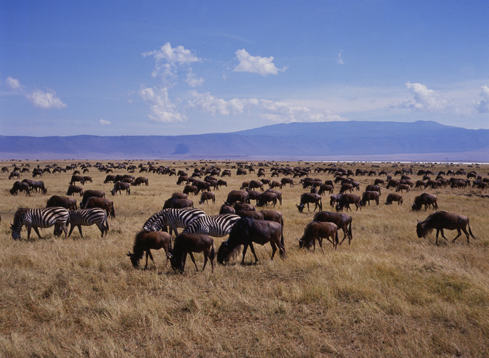 Tanzania, Ngorongoro Crater, Zebra And Wildebeeste, 1987
