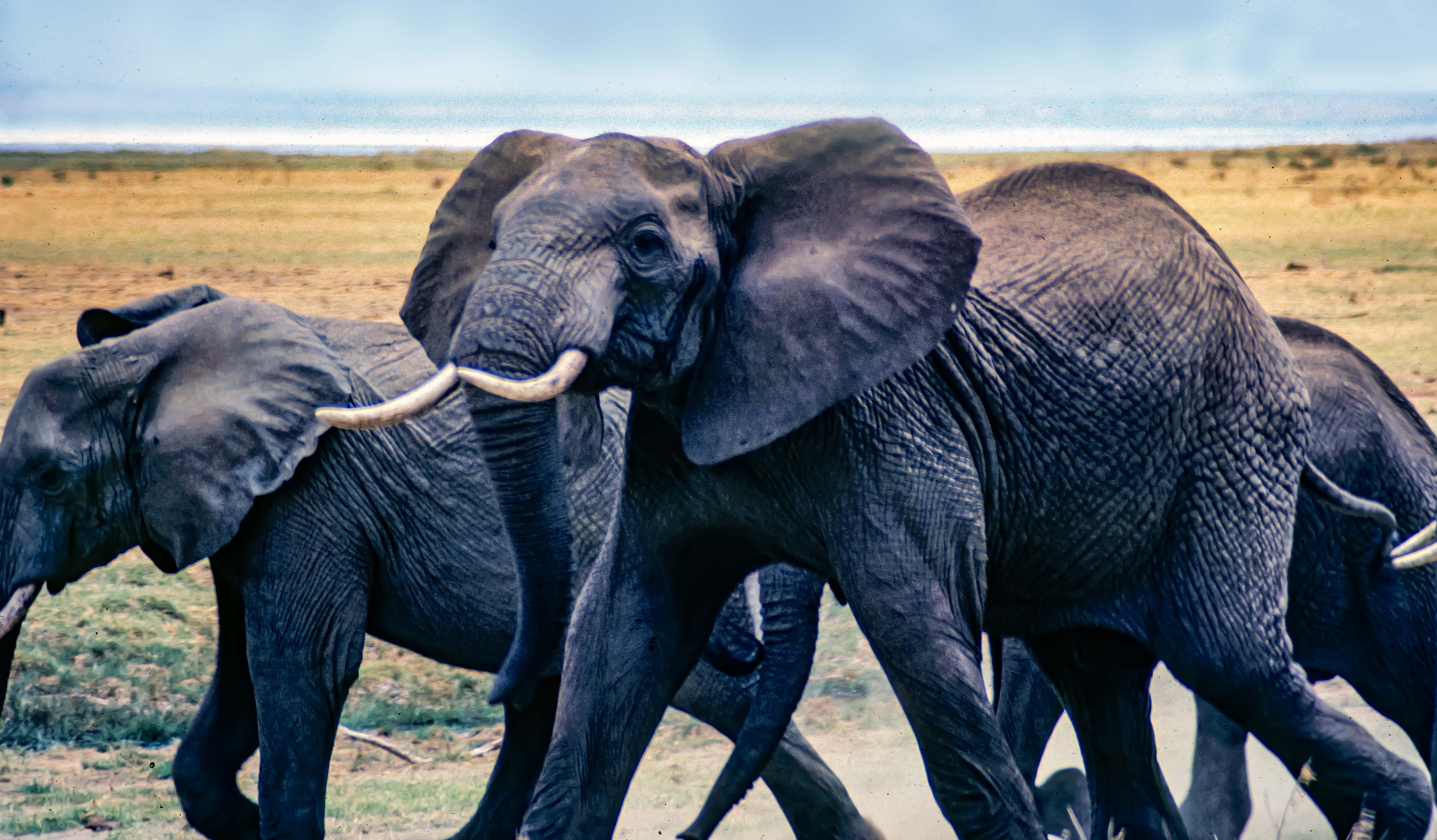 Tanzania, Threatened Elephants2 (Lake Manyara), 1984