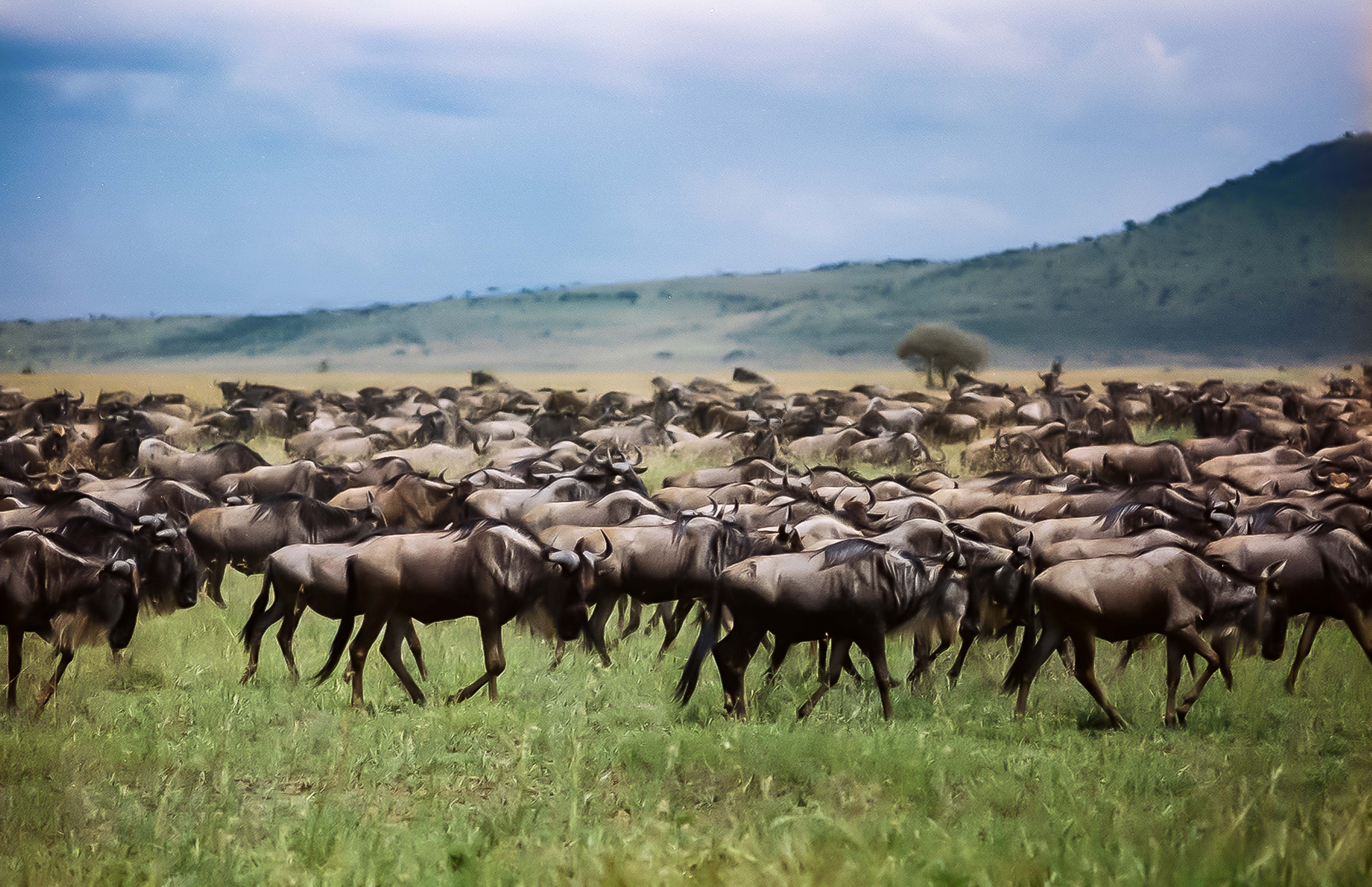 Tanzania, Wildebeest Migration, 1990