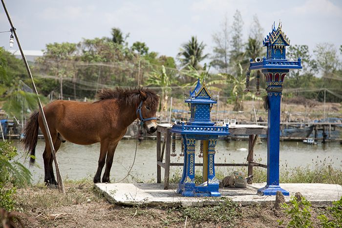 Thailand, Chachoengsao Prov, Horse And Miniature Temple, 2008, IMG 9275