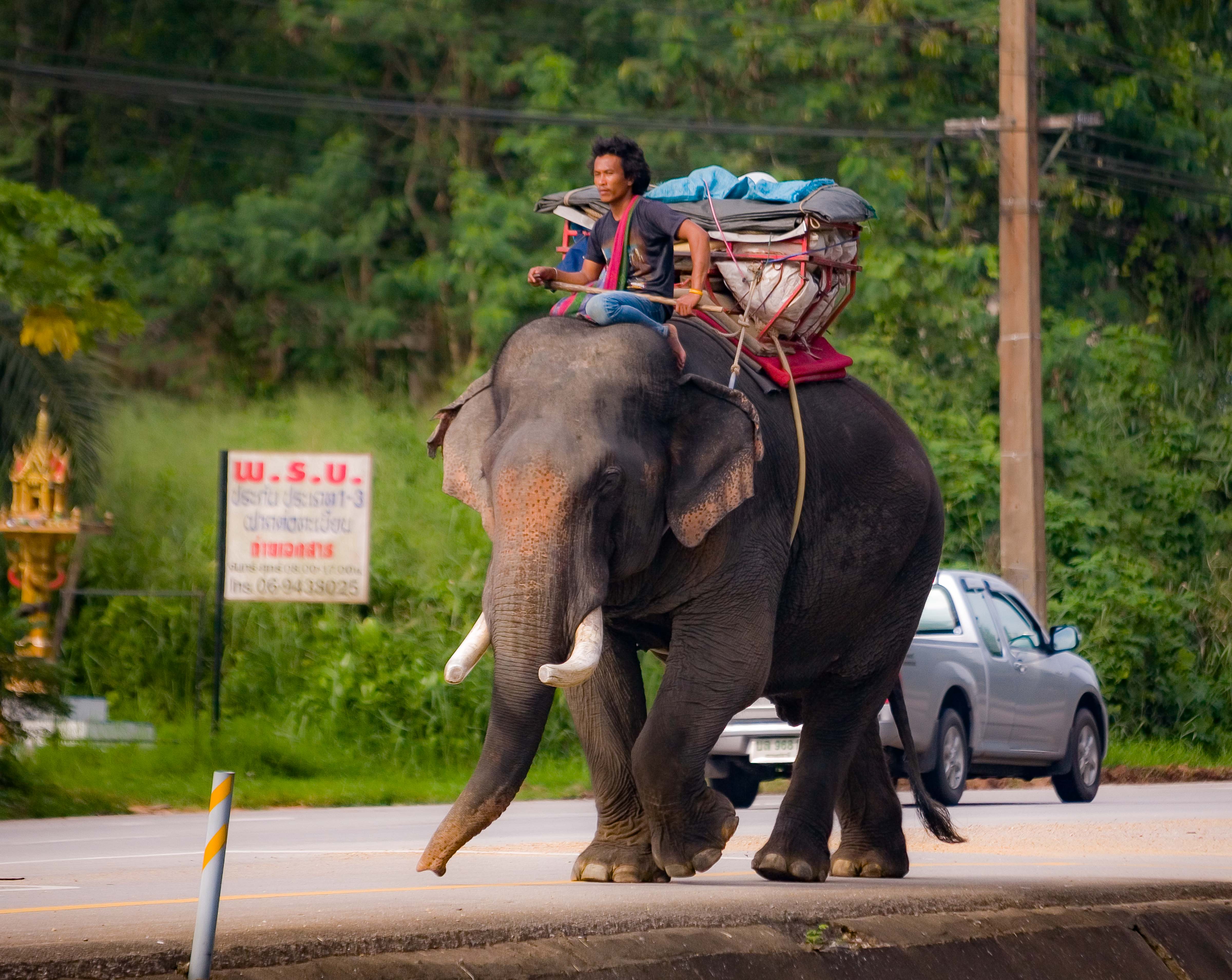 Thailand, Chumphon Prov, Elephant and Rider, 2008, IMG 1411