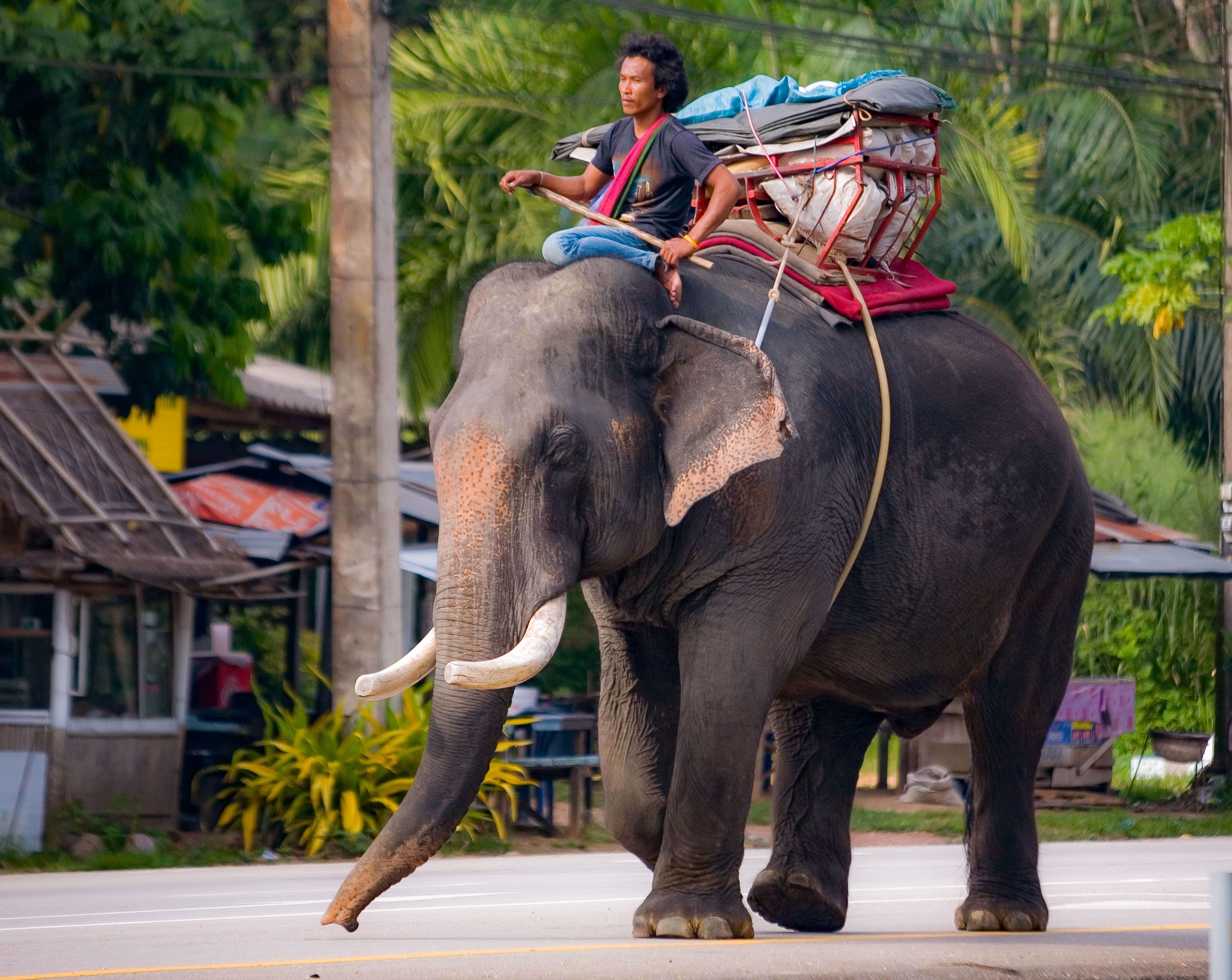 Thailand, Chumphon Prov, Elephant and Rider, 2008, IMG 1413