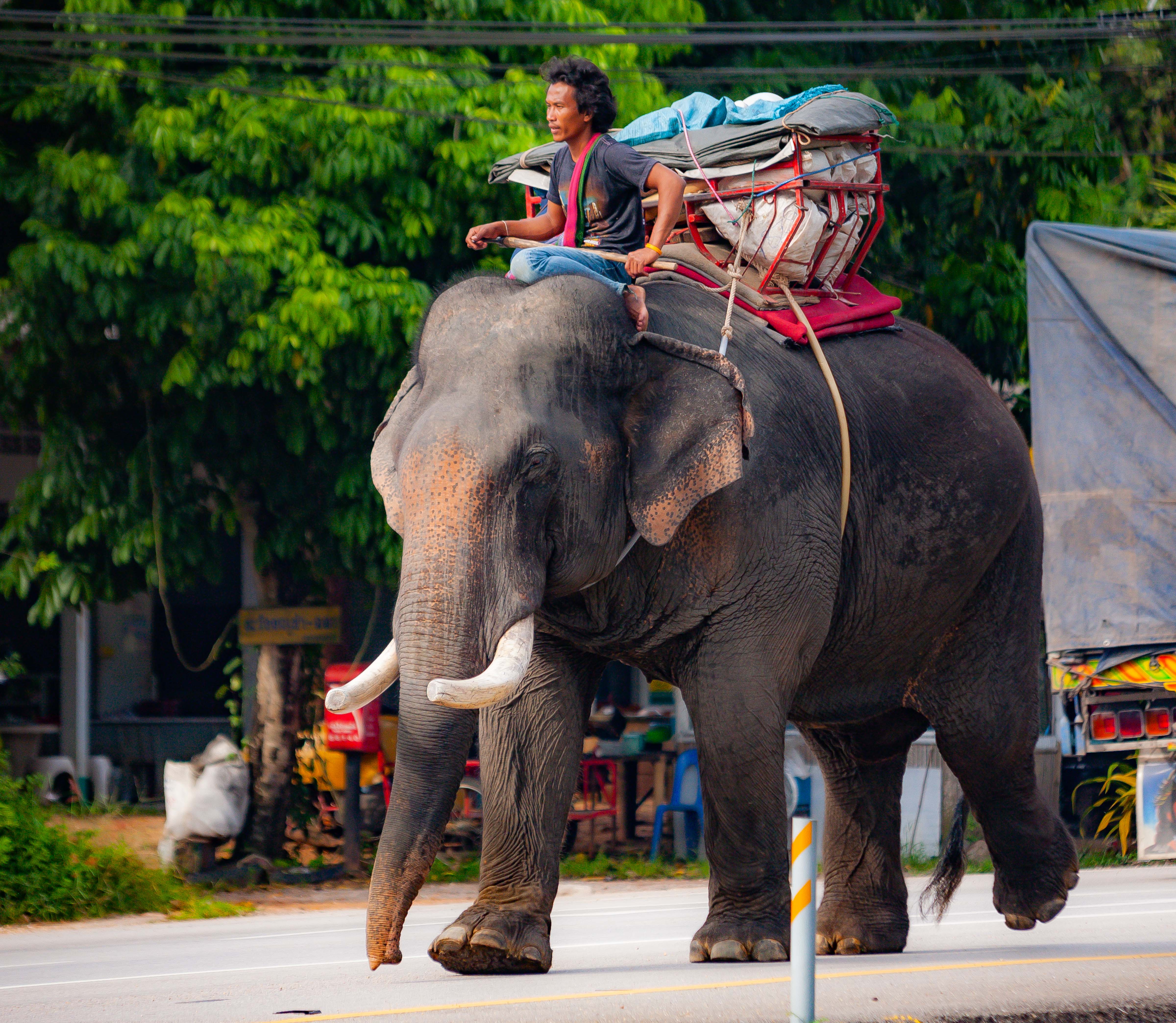 Thailand, Chumphon Prov, Elephant and Rider, 2008, IMG 1414