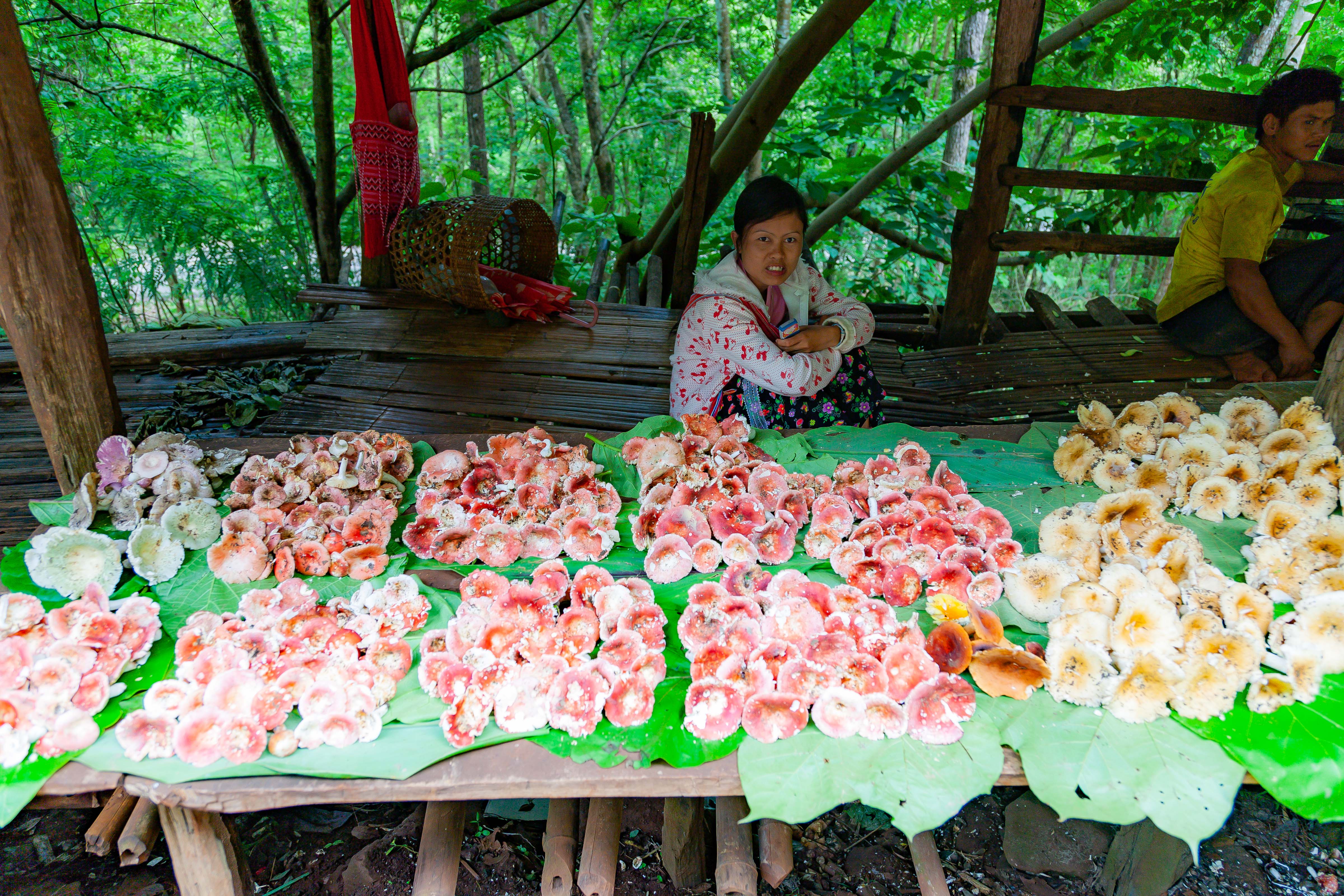 Thailand, Mae Hong Son Prov, Mushrooms For Sale, 2008, IMG 3911