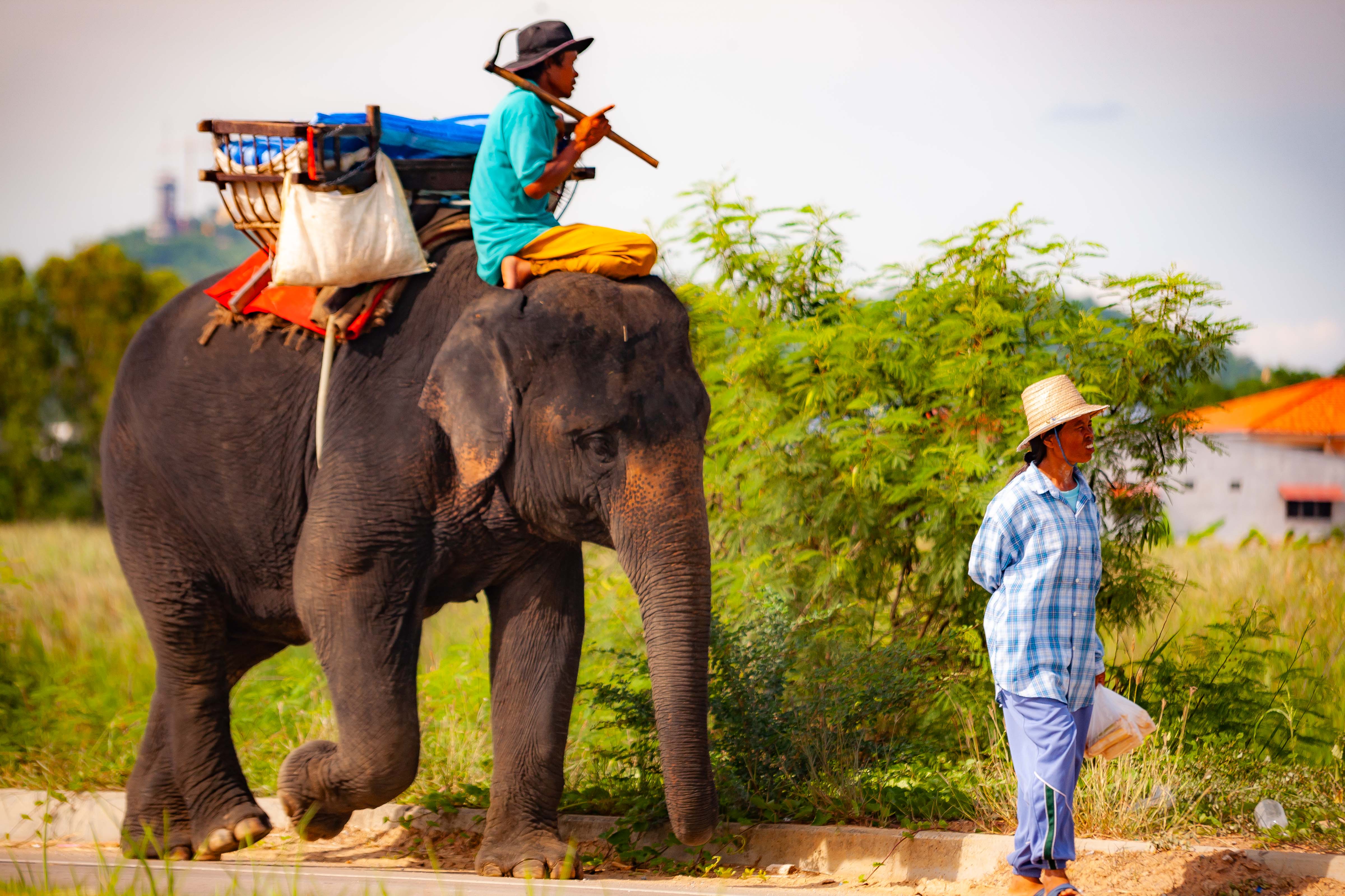 Thailand, Nakhon Sawan Prov, Elephant To Work, 2008, IMG 3296
