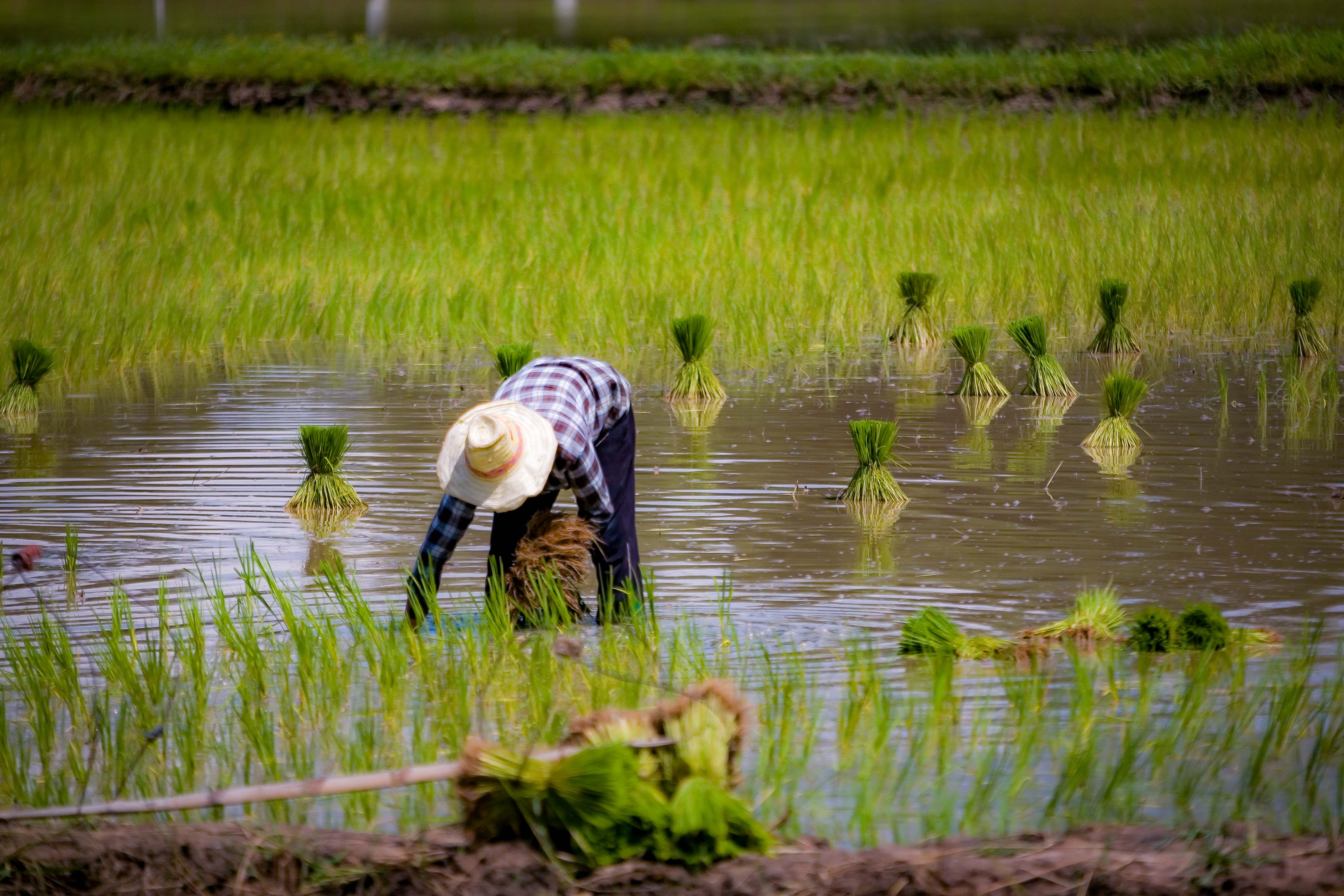 Thailand, Ulthai Thani Prov, Rice Harvester, 2008, IMG 3266