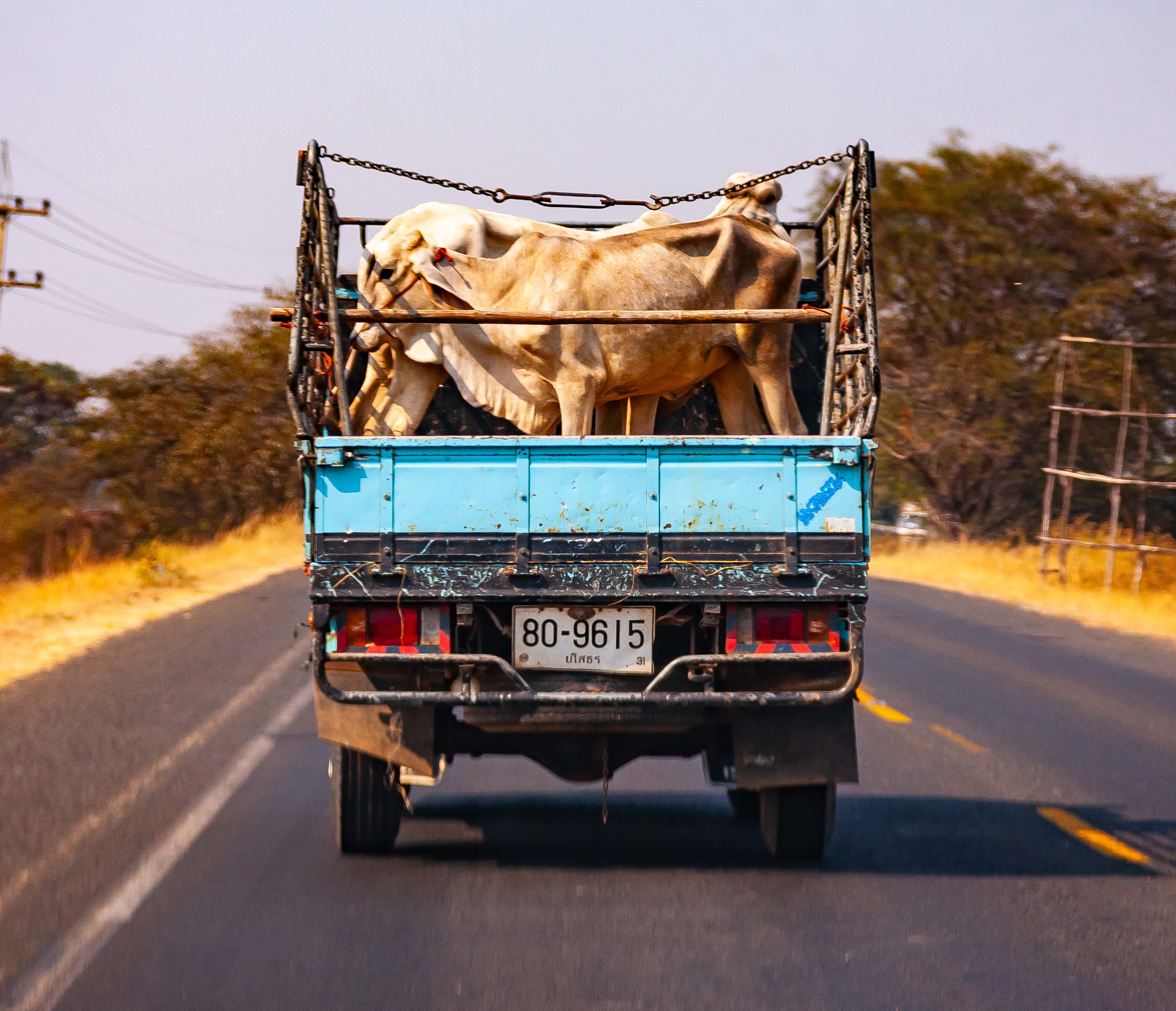 Thailand, Yasothon Prov, Cow In Truck, 2008, IMG 0582