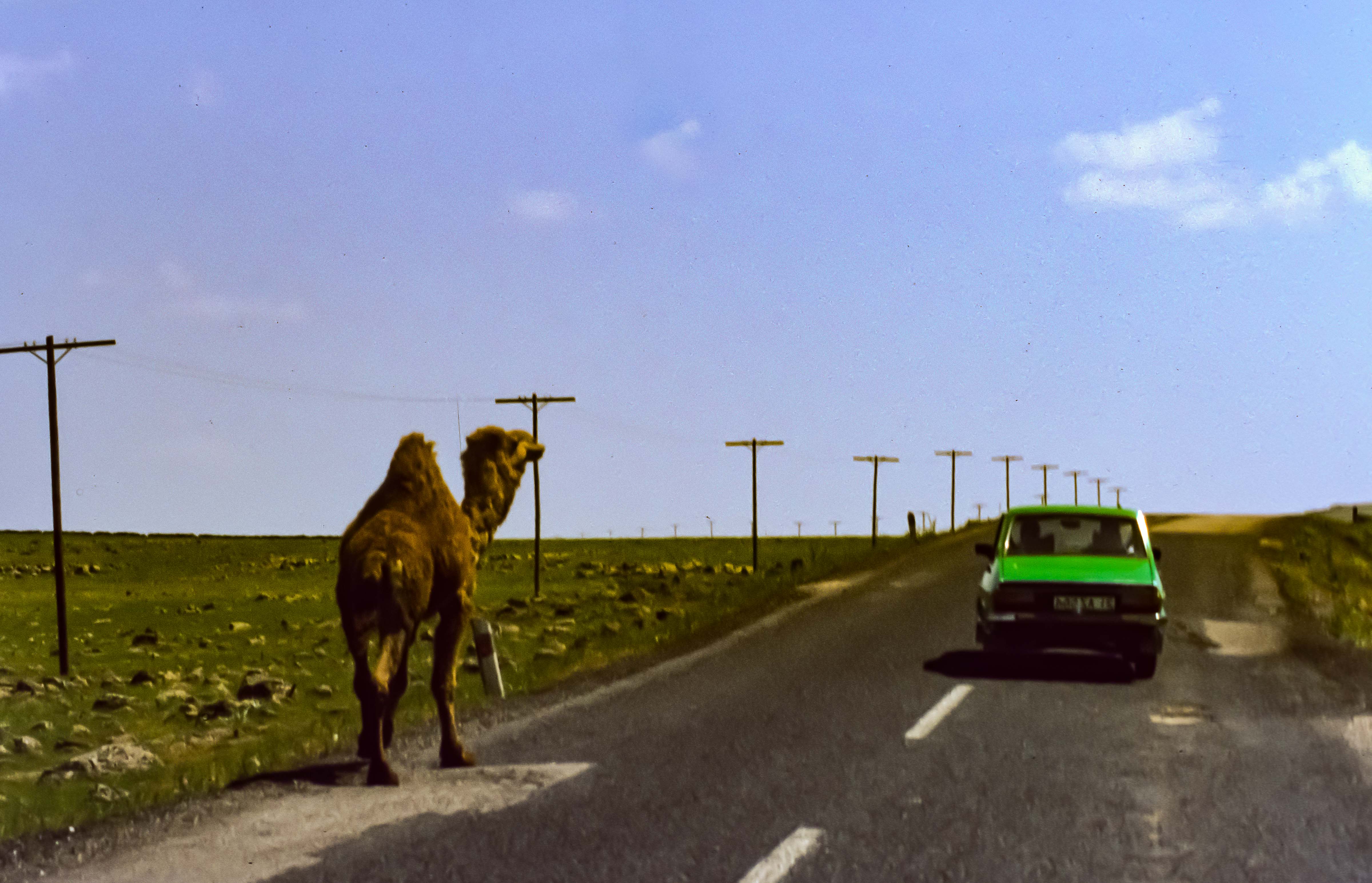 Turkey, Camel Along Road, 1984