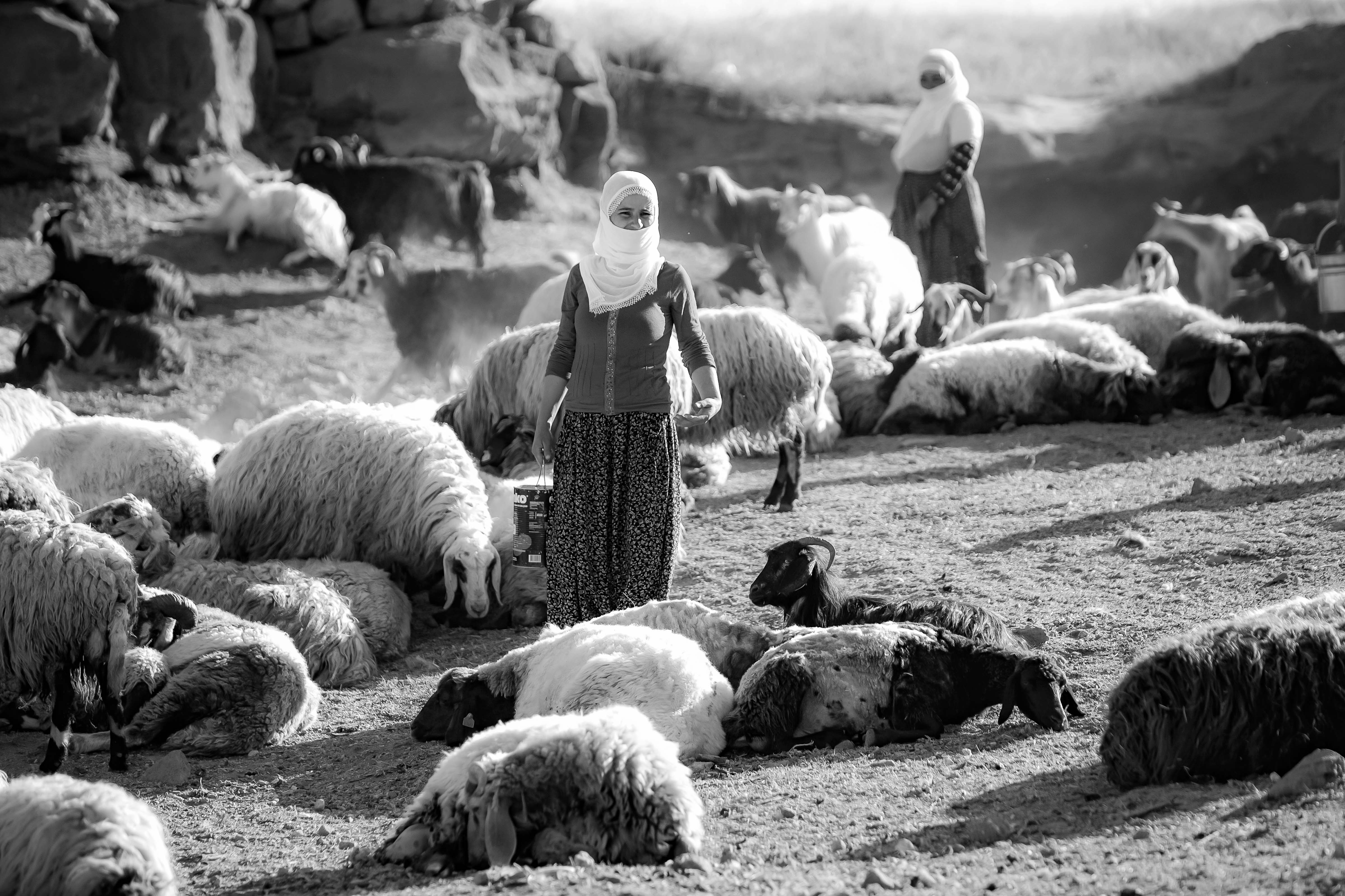 Turkey, Bitlis Prov, Sheep Camp, 2010, IMG 8593BW