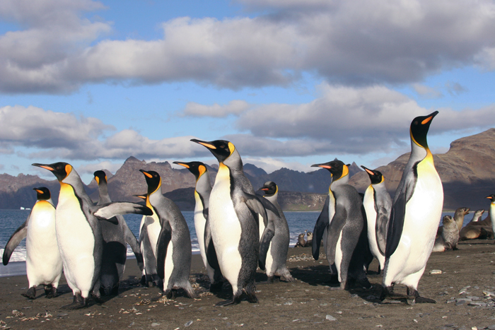 UK, Falkland Island Dependencies, South Georgia, King Penguins, 2006