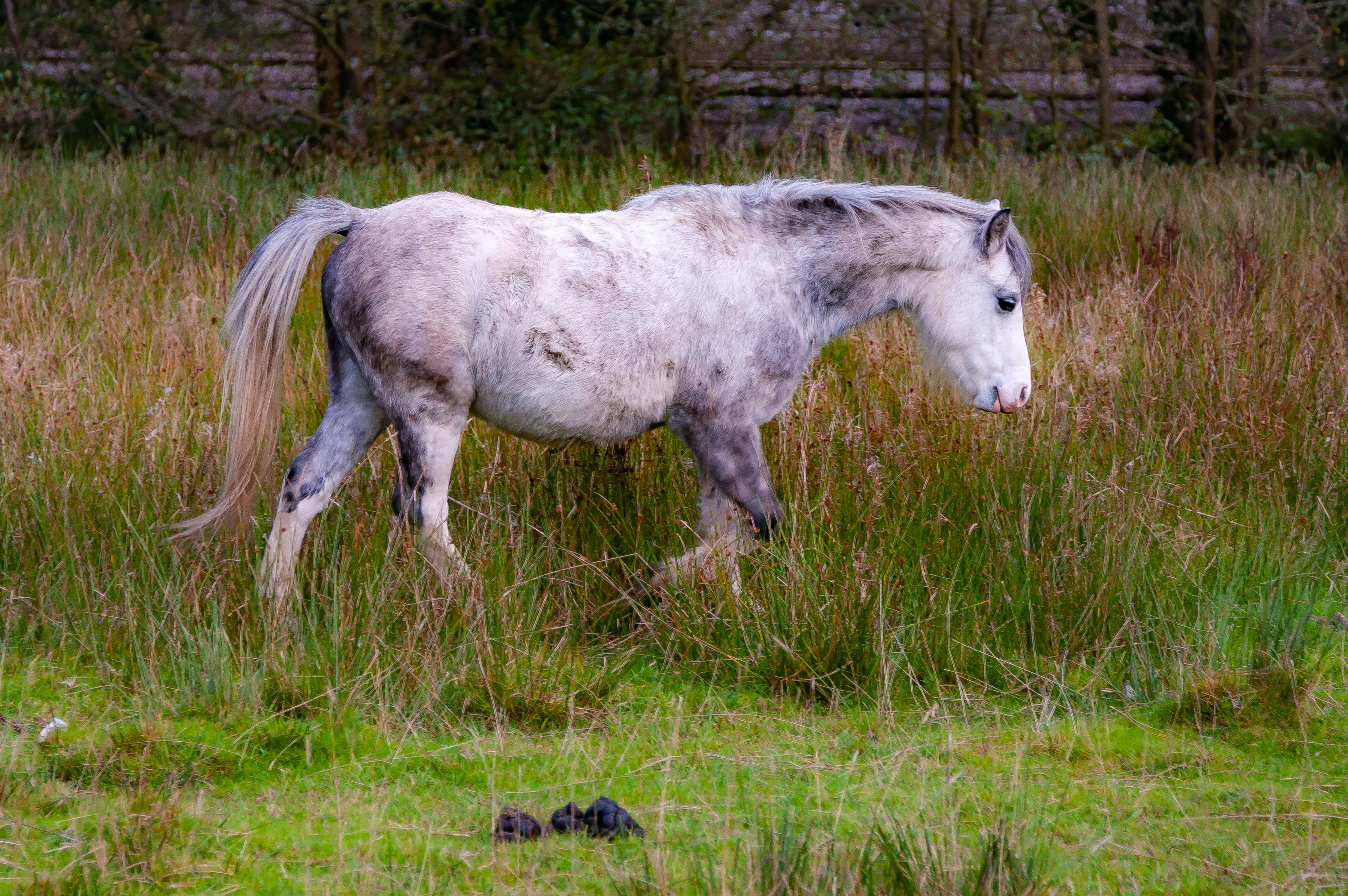 UK, Caerphilly Prov, Gray Horse, 2009, IMG 4964