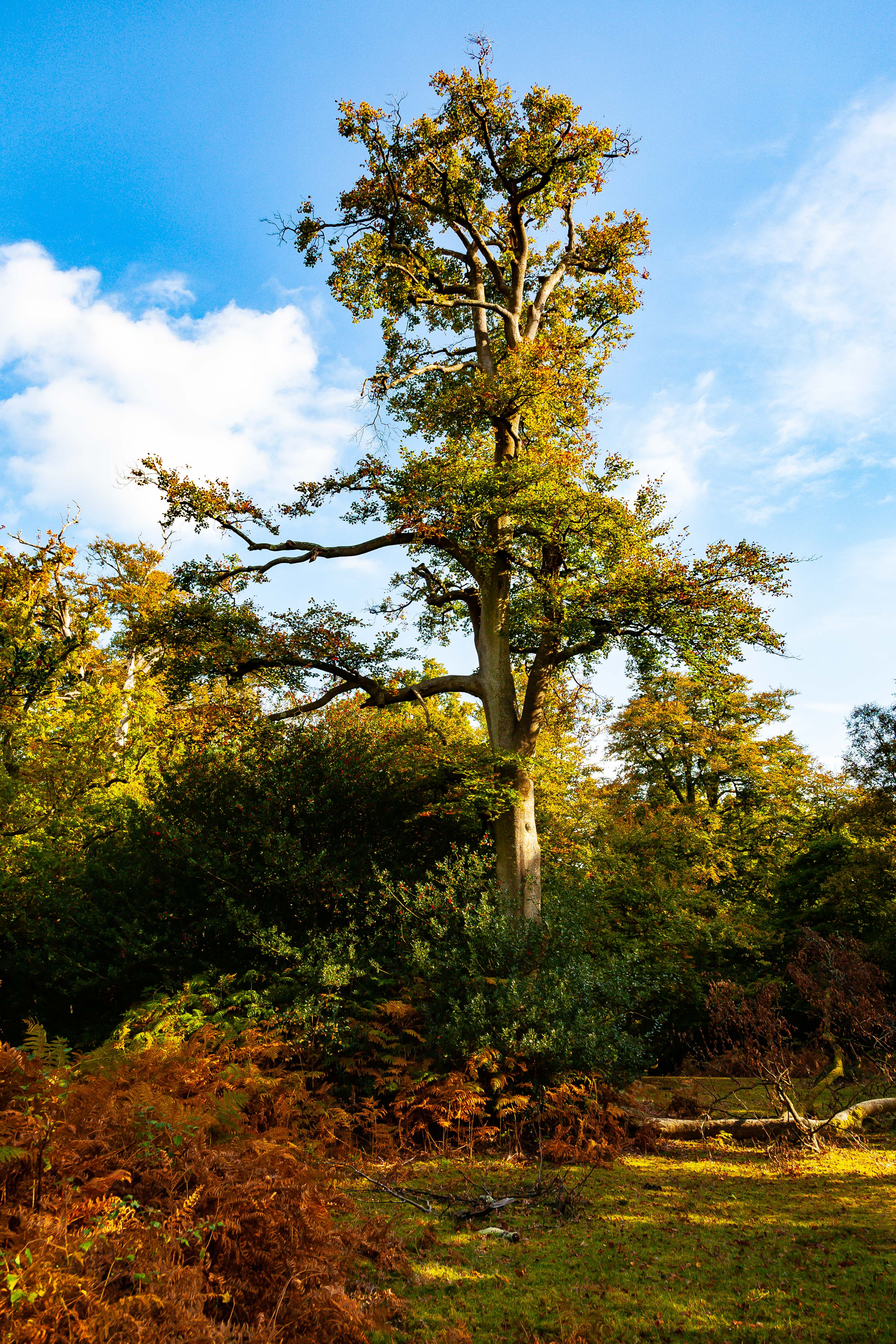 UK, Hampshire Prov, Tree, 2009, IMG 4259