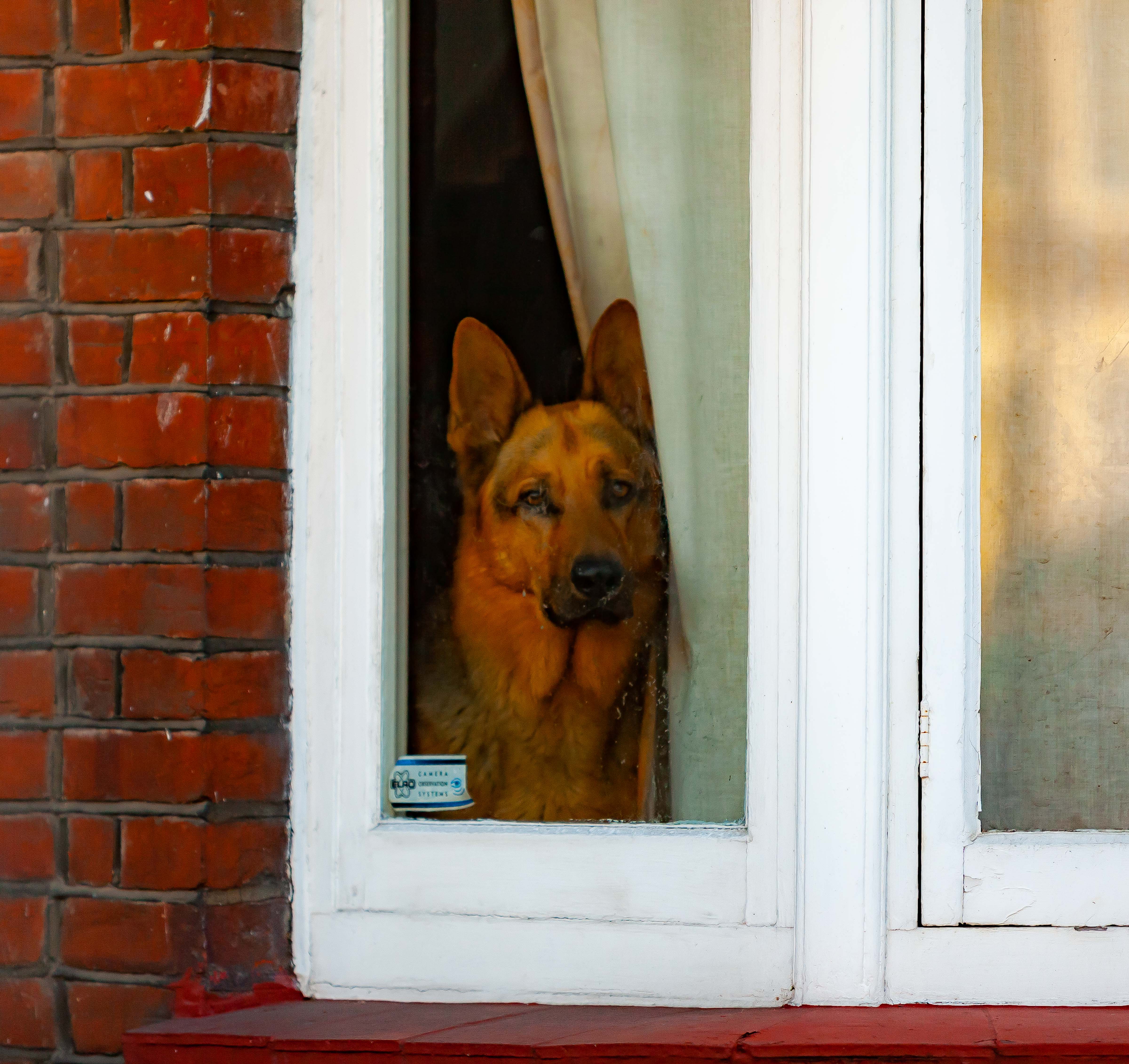 UK, Haringey (London) Prov, Dog In Window, 2009, IMG 3272