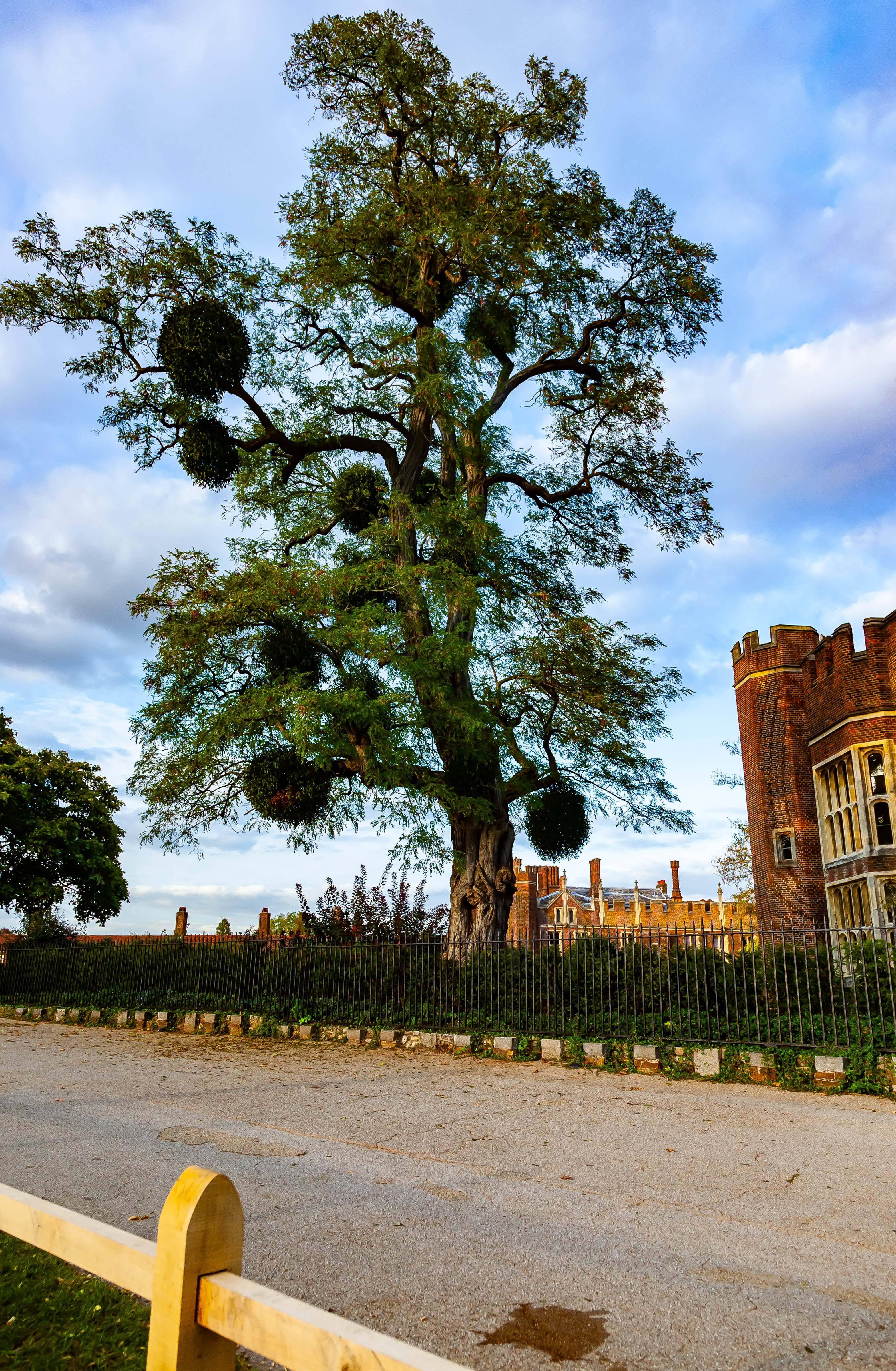 UK, Kingston upon Thames (London) Prov, Hampton Court Palace Tree, 2009, IMG 3798