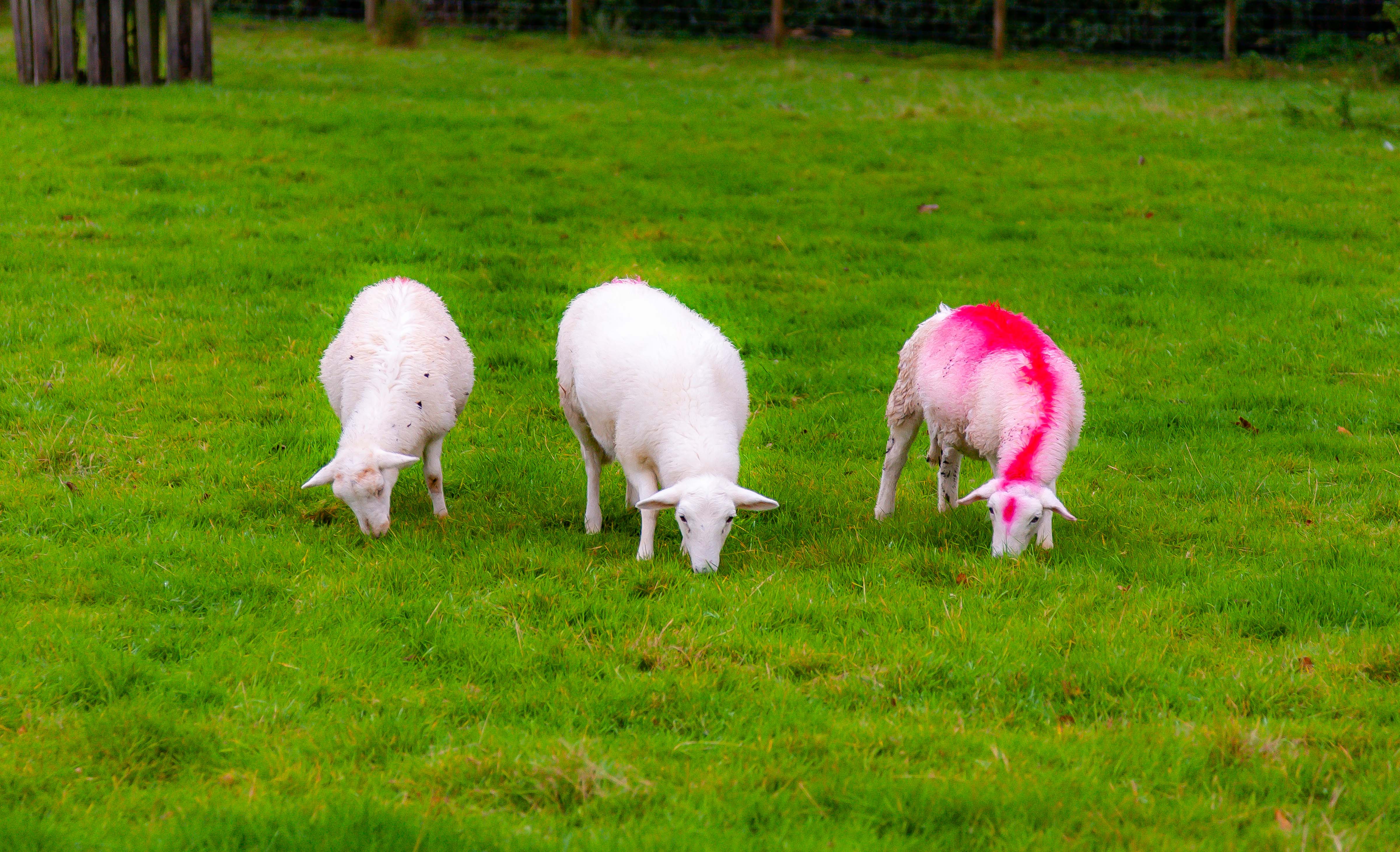 UK, Powys Prov, Three Sheep, 2009, IMG 5763