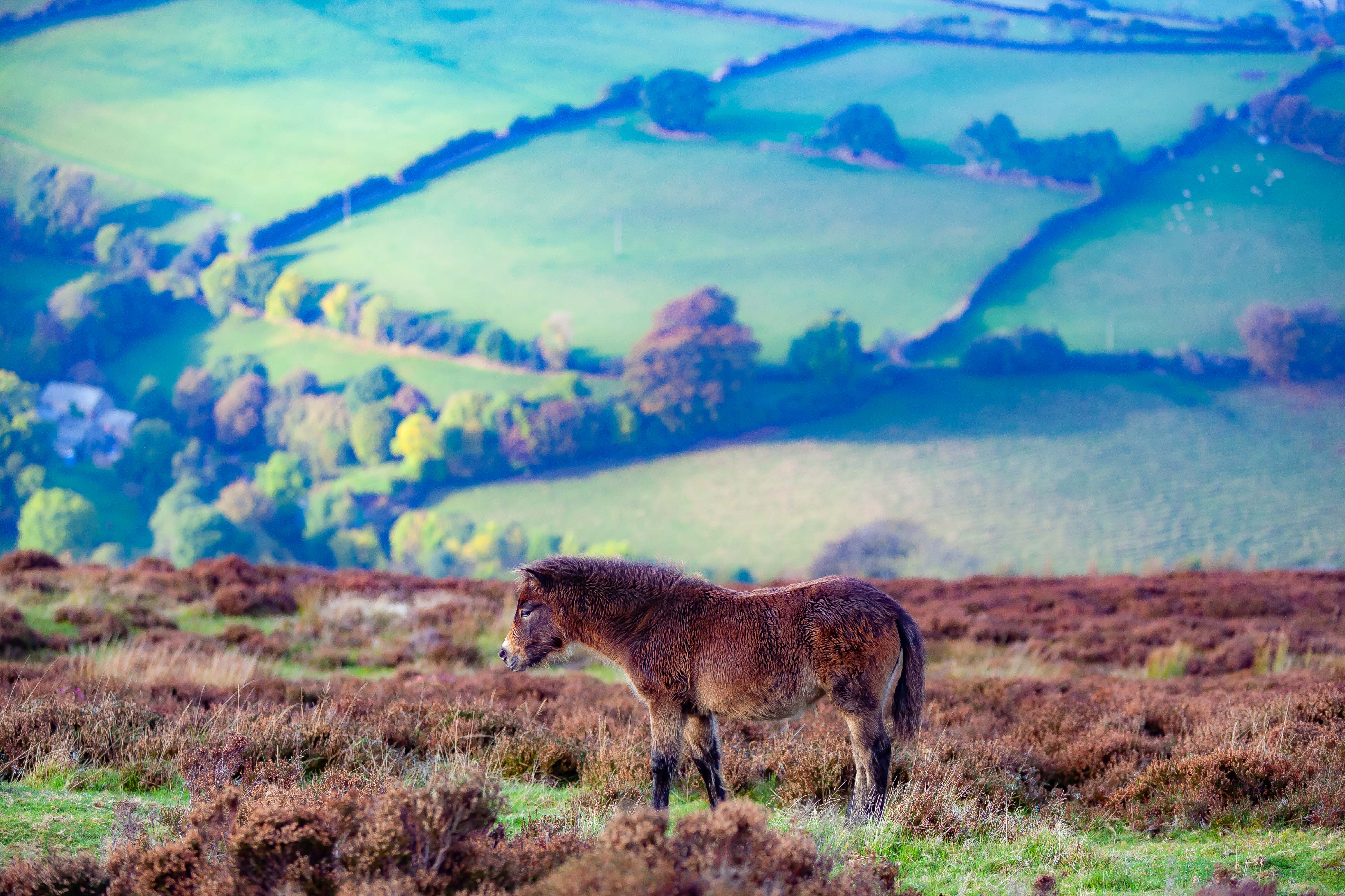 UK, Somerset Prov, Pony And Landscape, 2009, IMG 4755