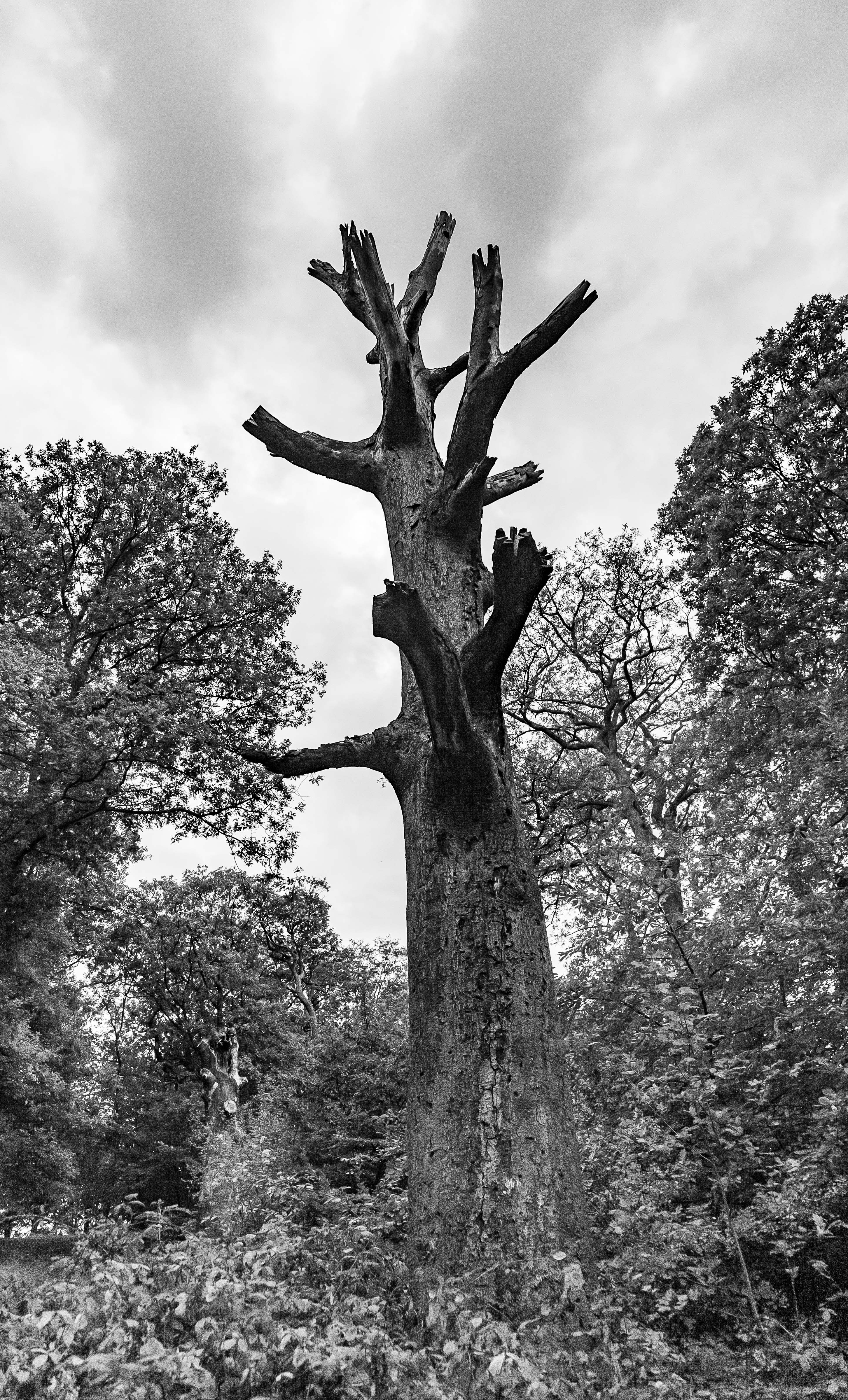 UK, Waltham Forest (London) Prov, Dead Tree, 2009, IMG 3303