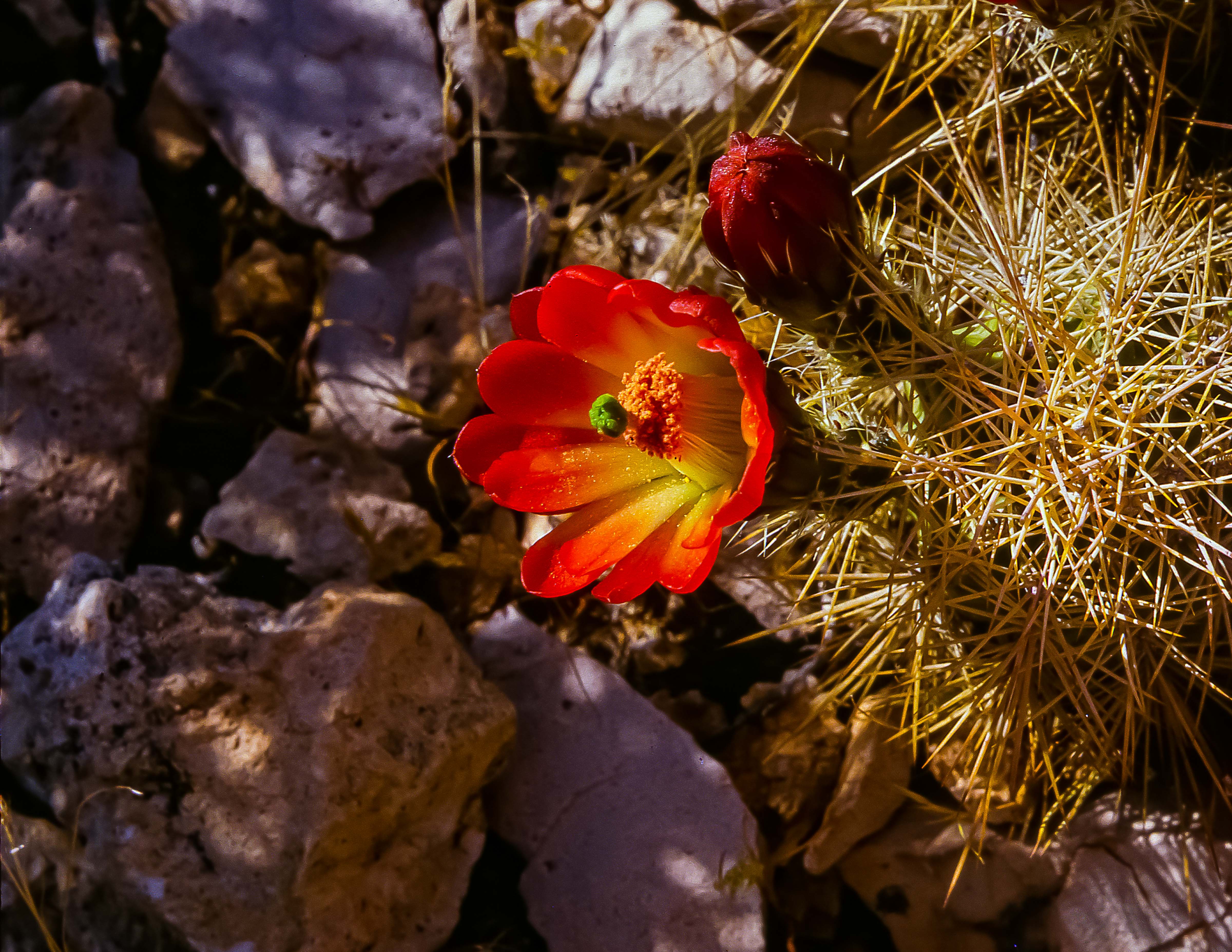 USA, AZ, Grand Canyon, Red Cactus Flower, 1988