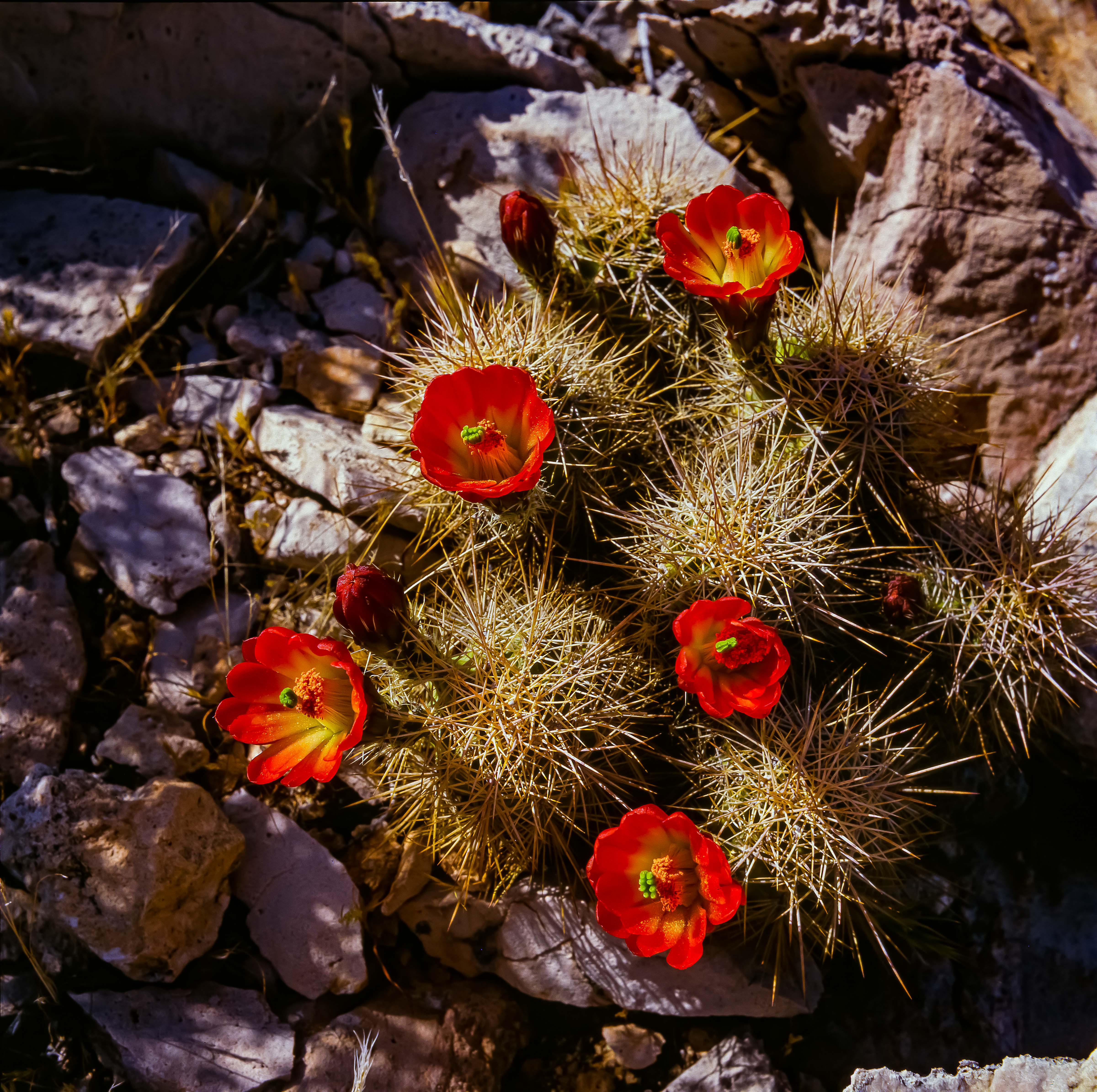 USA, AZ, Grand Canyon, Red Cactus Flowers, 1988