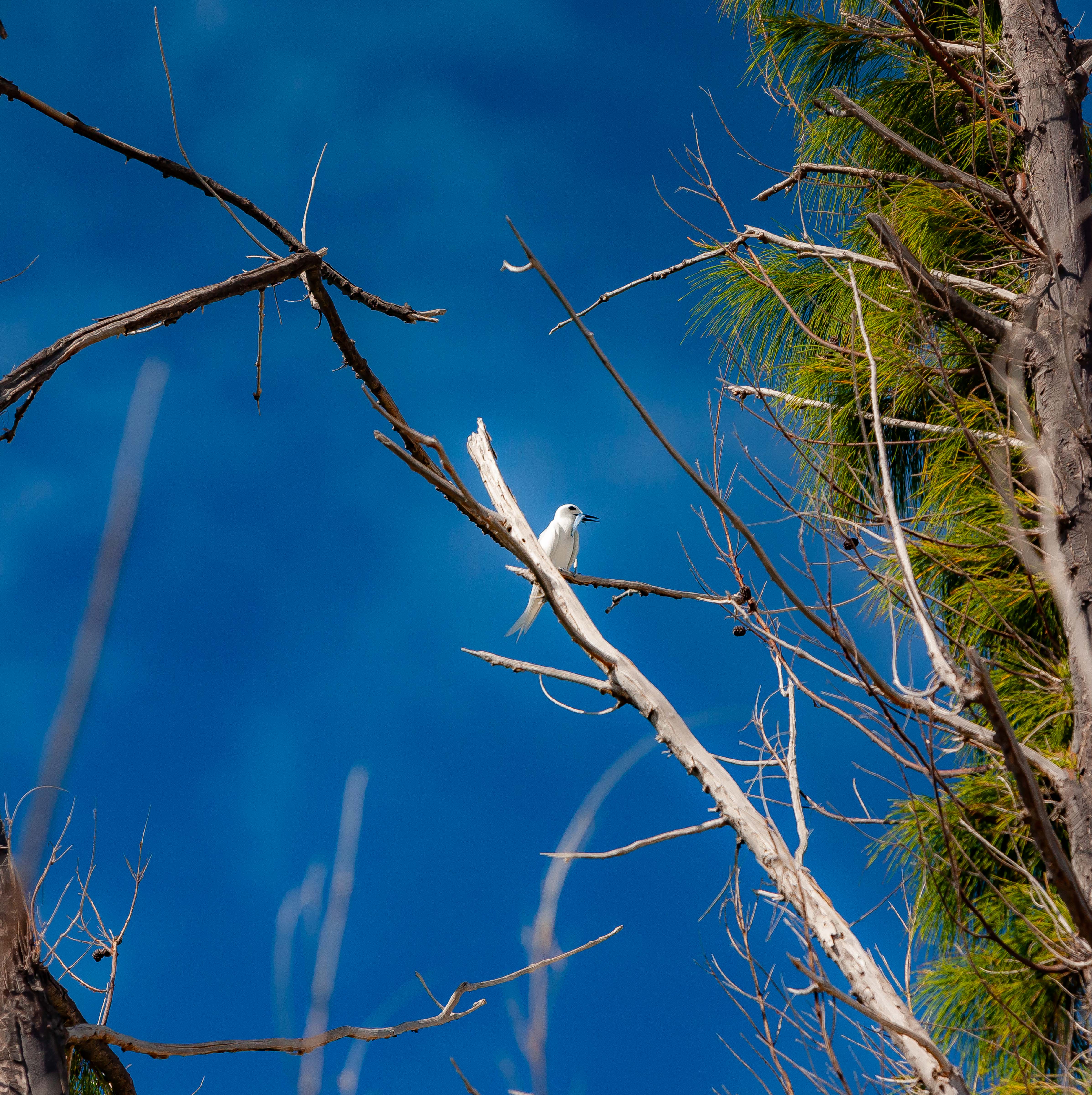 USA, Wake Island, Tern With Fish Perched, 2009, IMG 2974