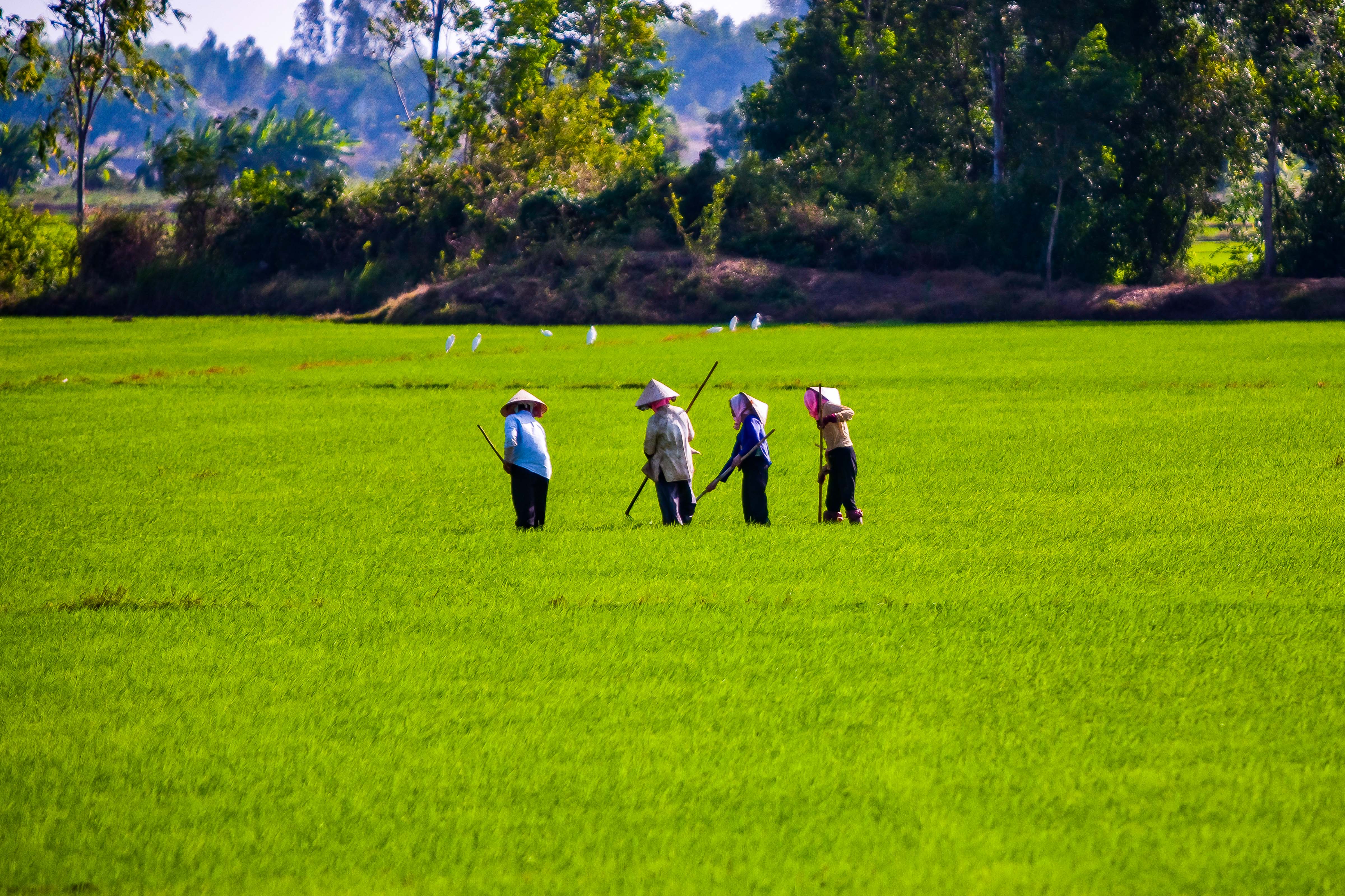 Vietnam, Ba Ria-Vung Tau Prov, Rice Field, 2010, img_0662