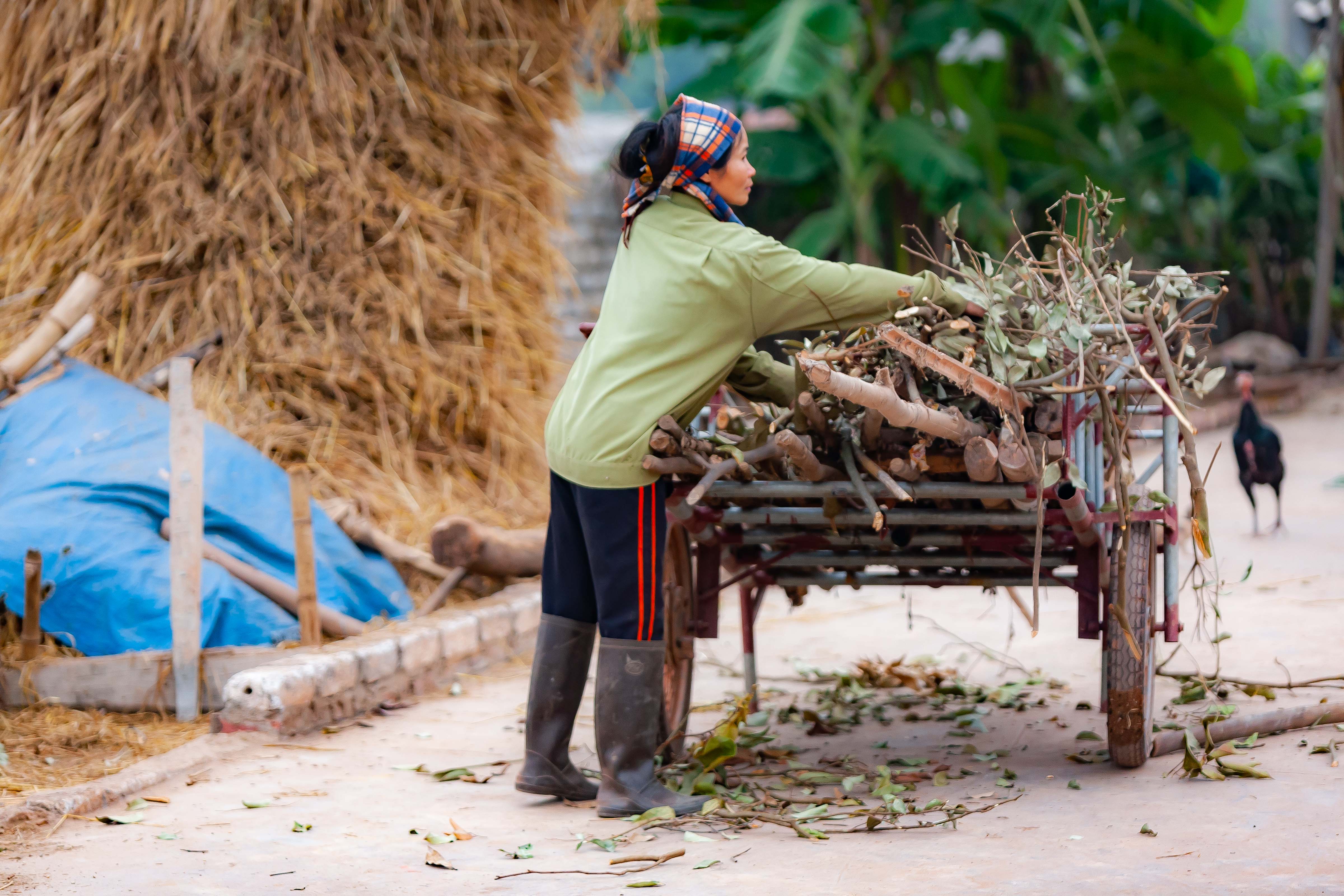 Vietnam, Bac Giang Prov, Wood Cart, 2010, IMG 4434