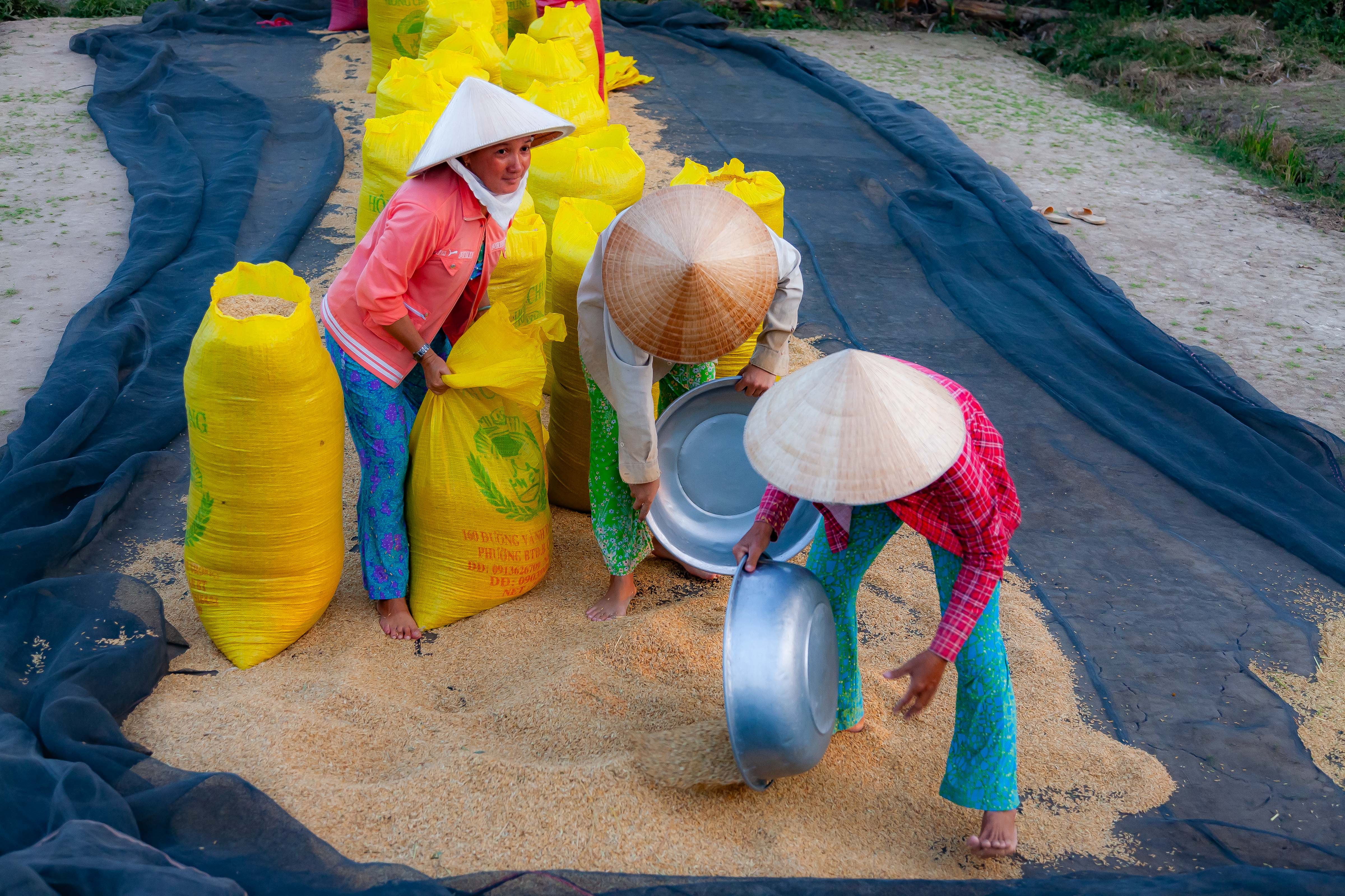 Vietnam, Bac Lieu Prov, Rice Bagging, 2010, IMG 1480