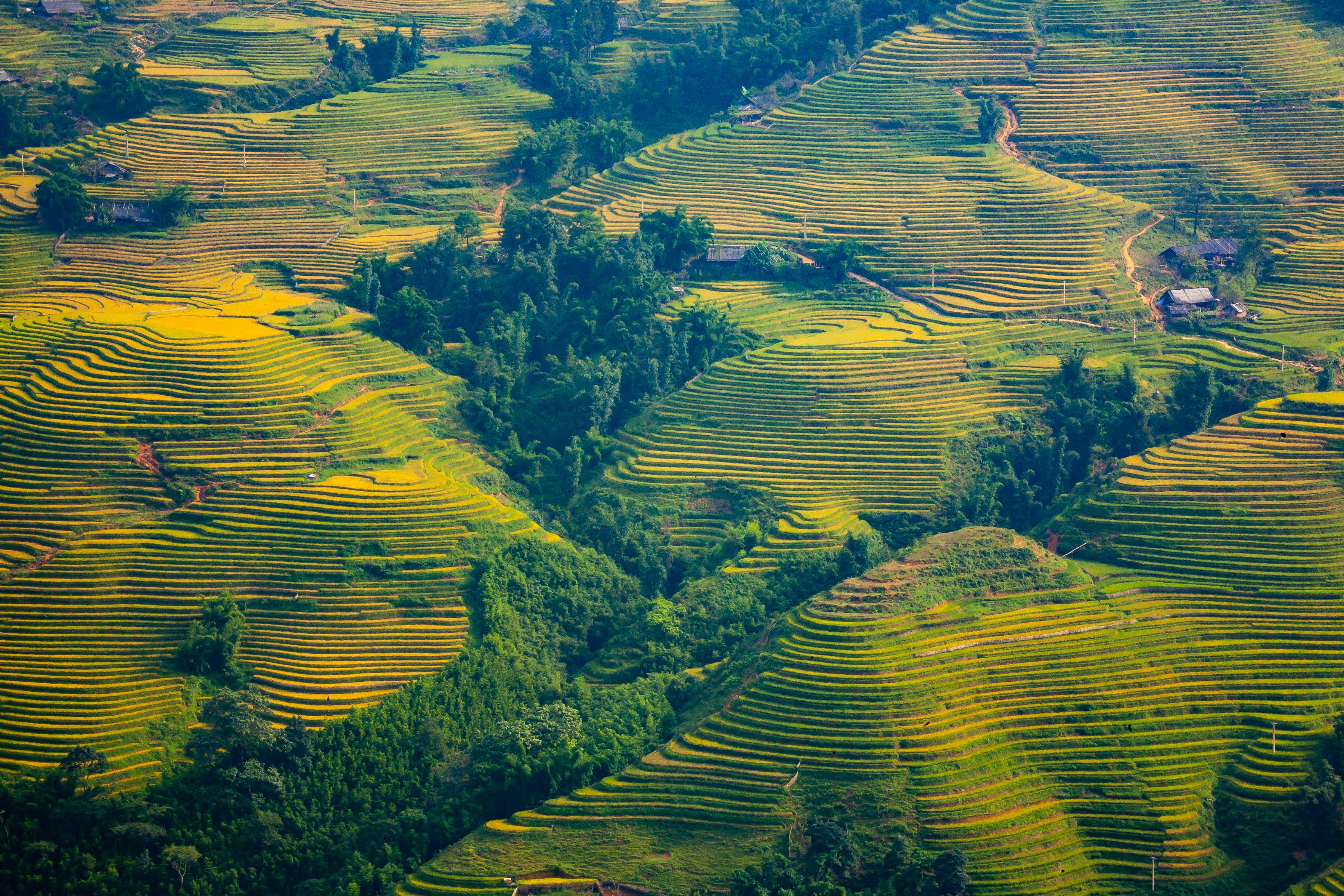 Vietnam, Lao Cai Prov, Terraces, 2008, IMG 8517