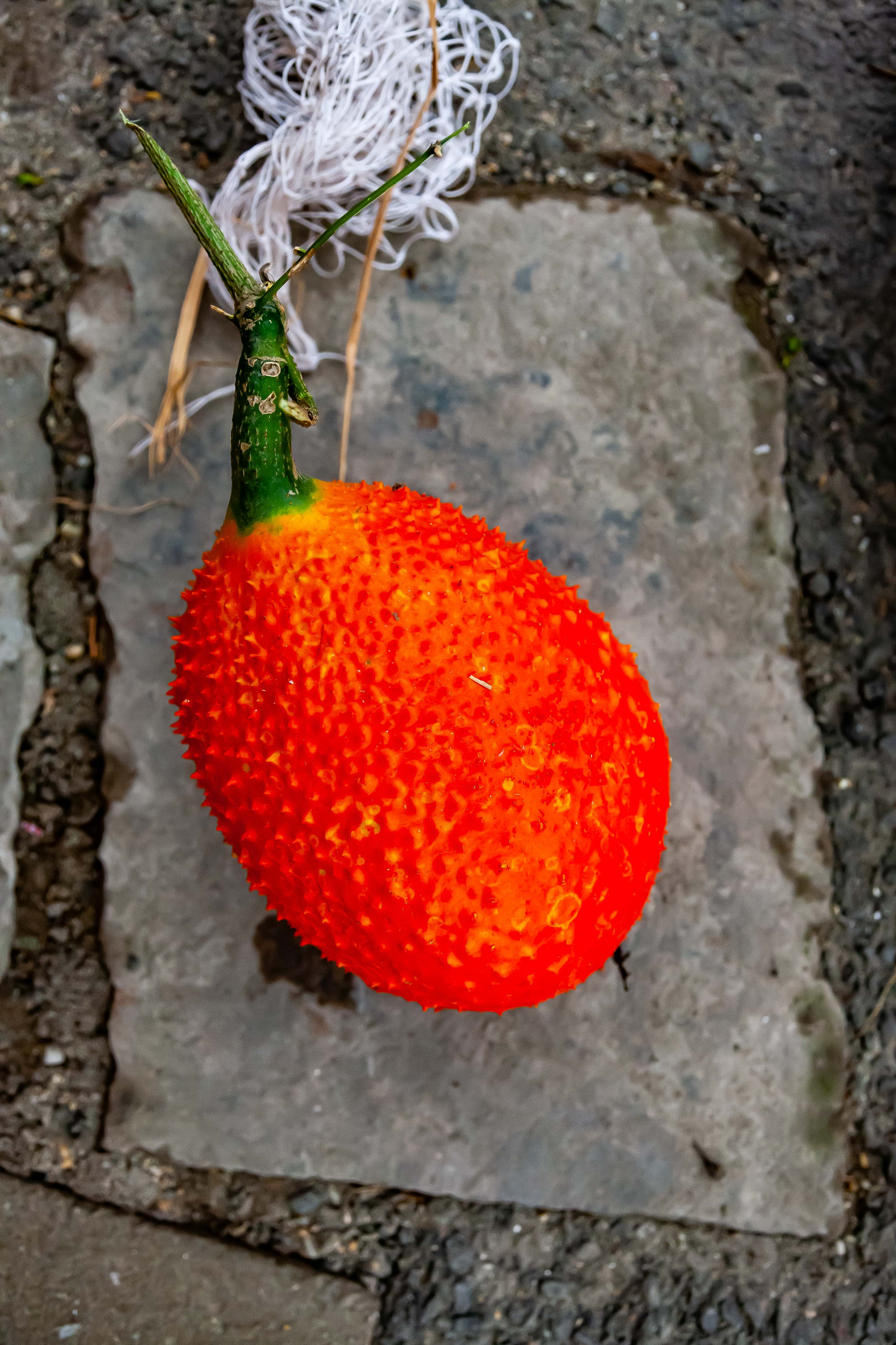 Vietnam, Thai Binh Prov, Orange Colored Fruit, 2010, IMG 3597