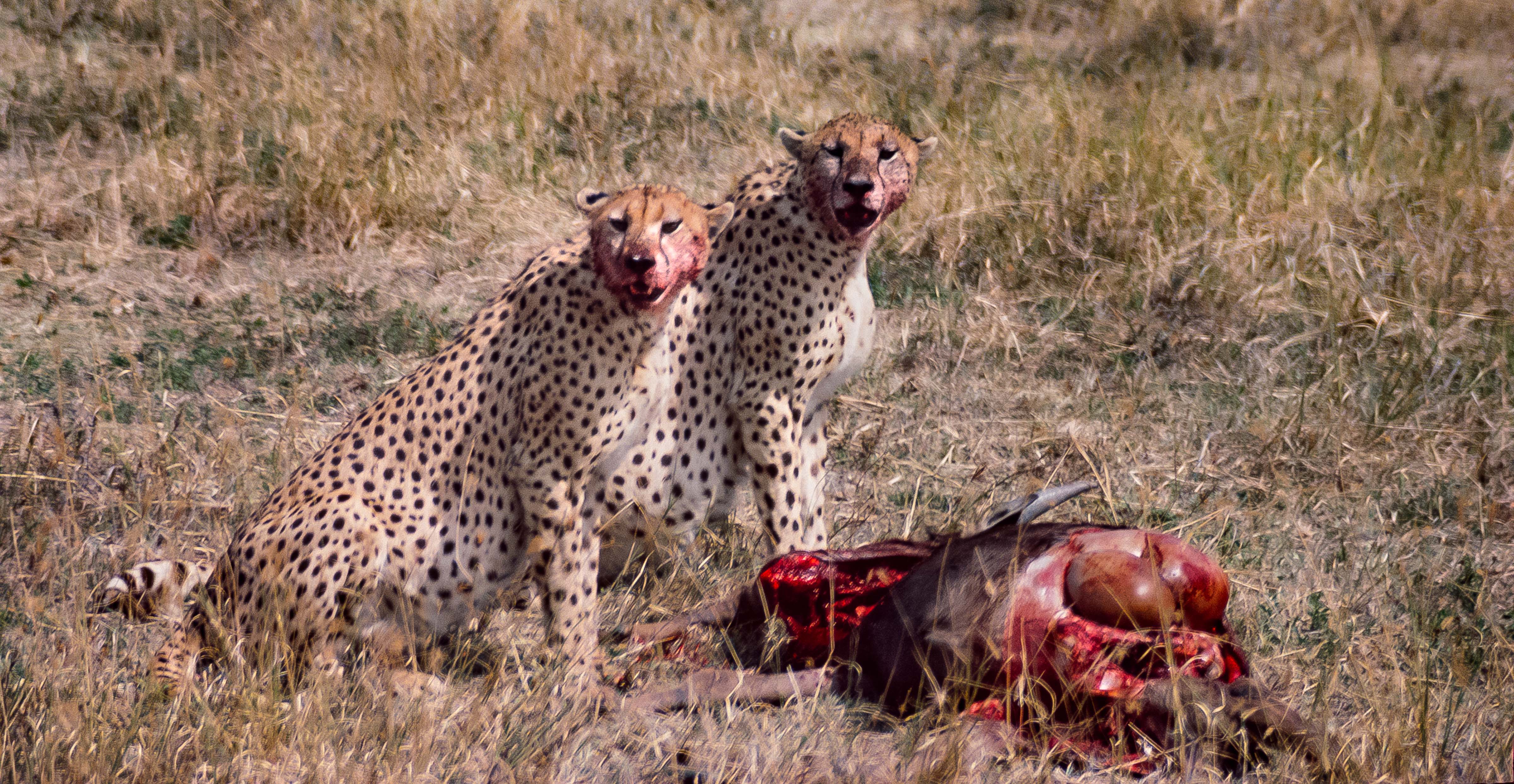 Cheetahs Feeding on Wildebeest
