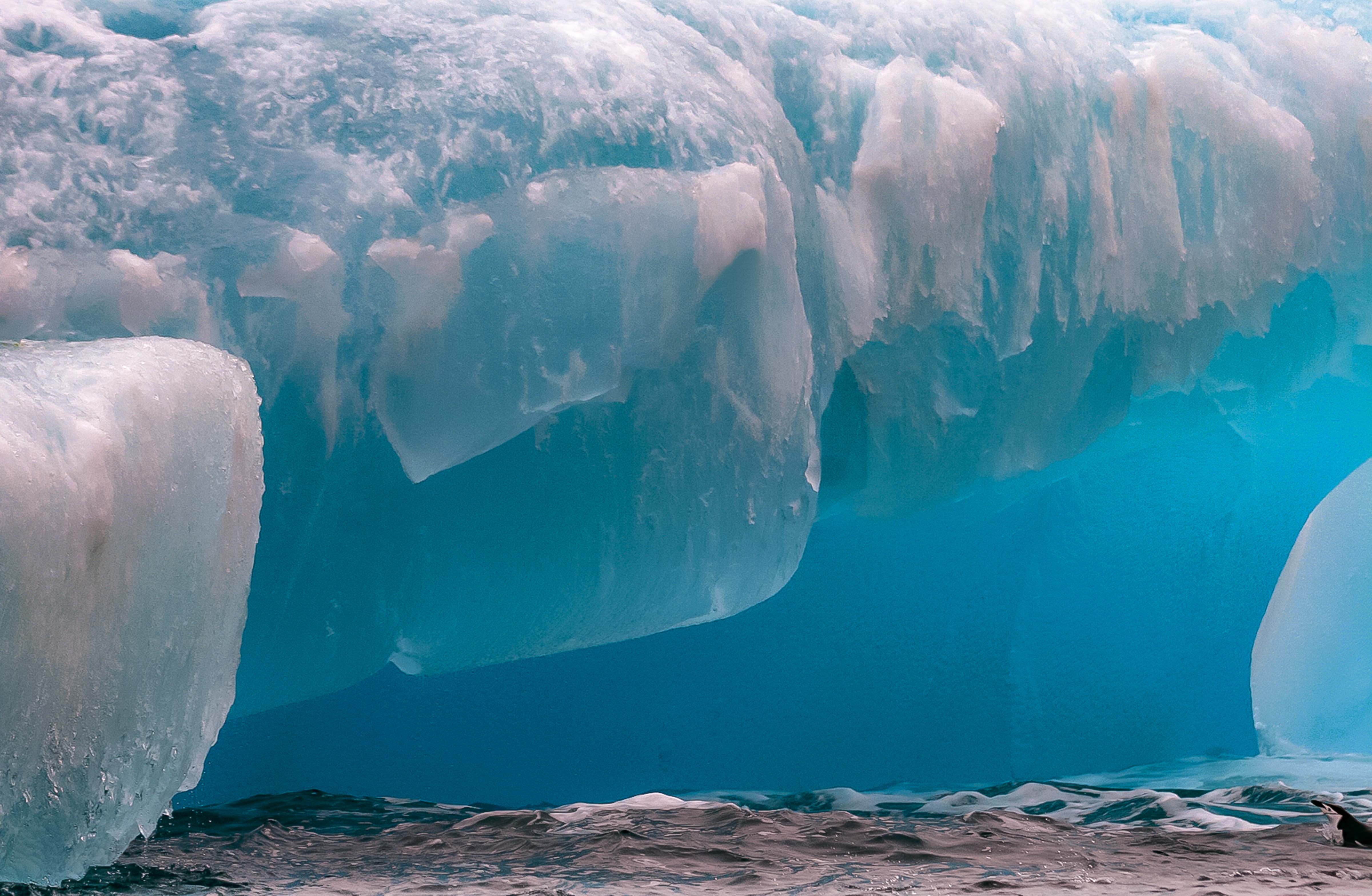 Chinstrap Penguin In Ice Cavern