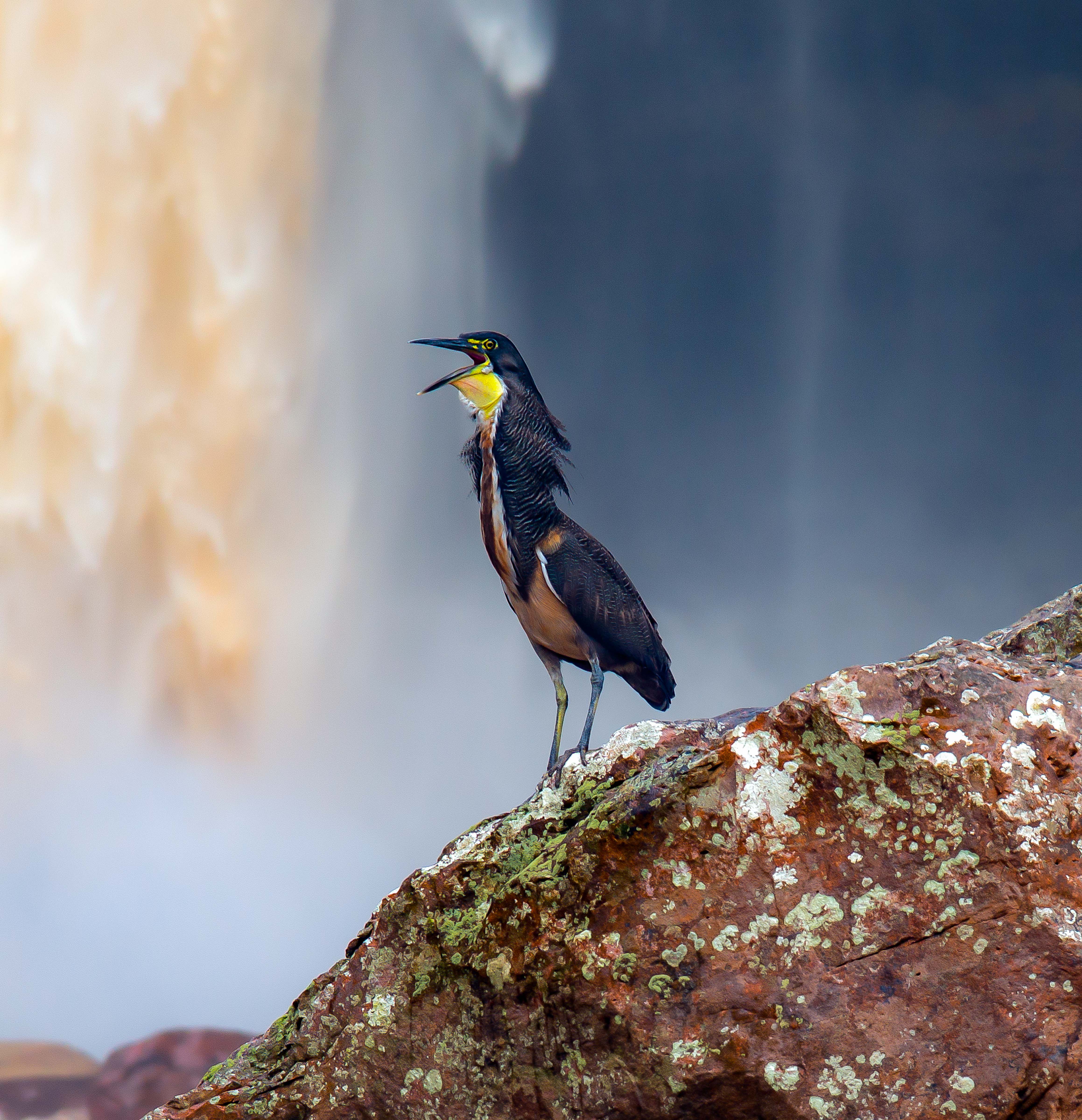 Bird At Jaguar Falls