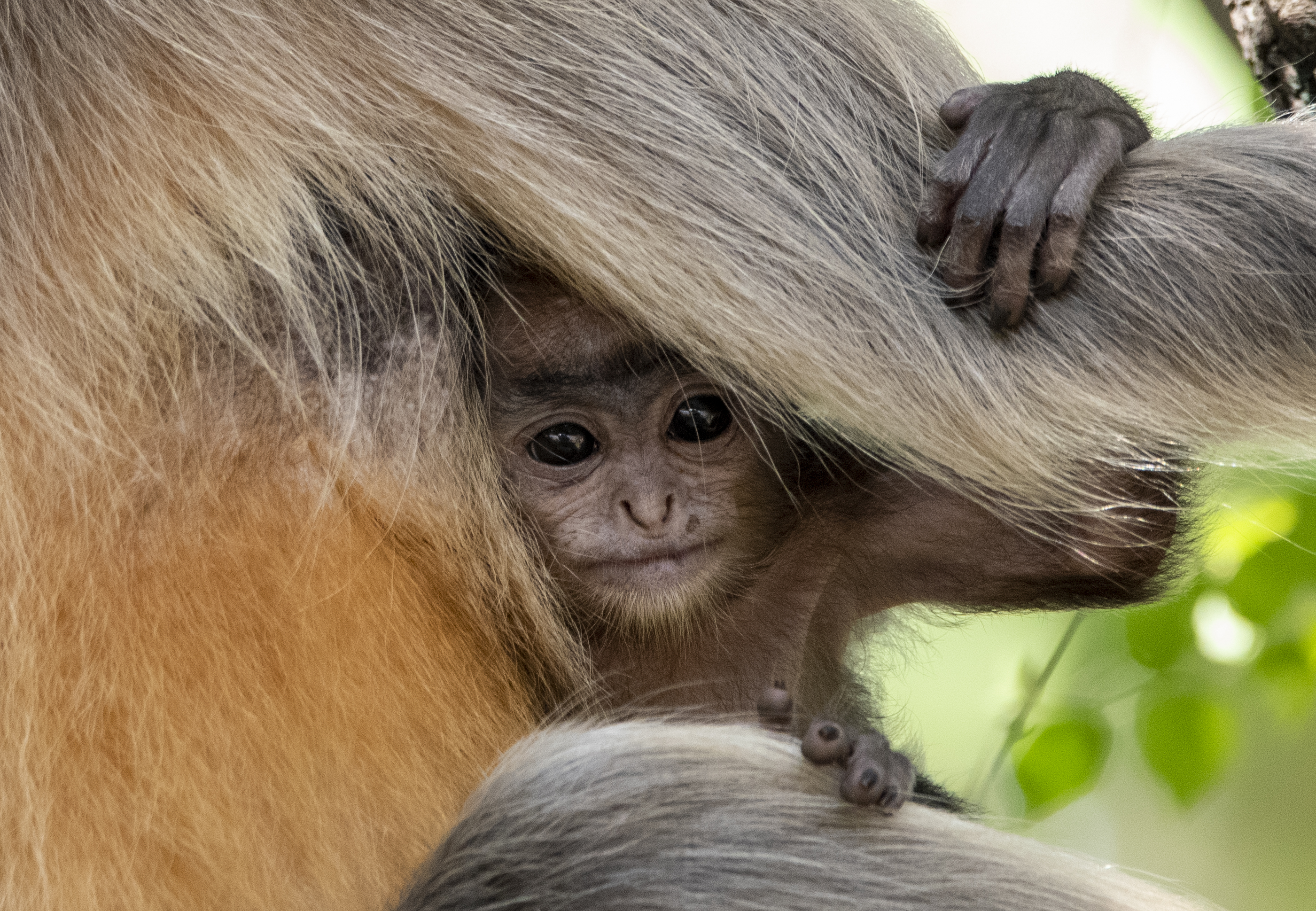 Monkey Infant